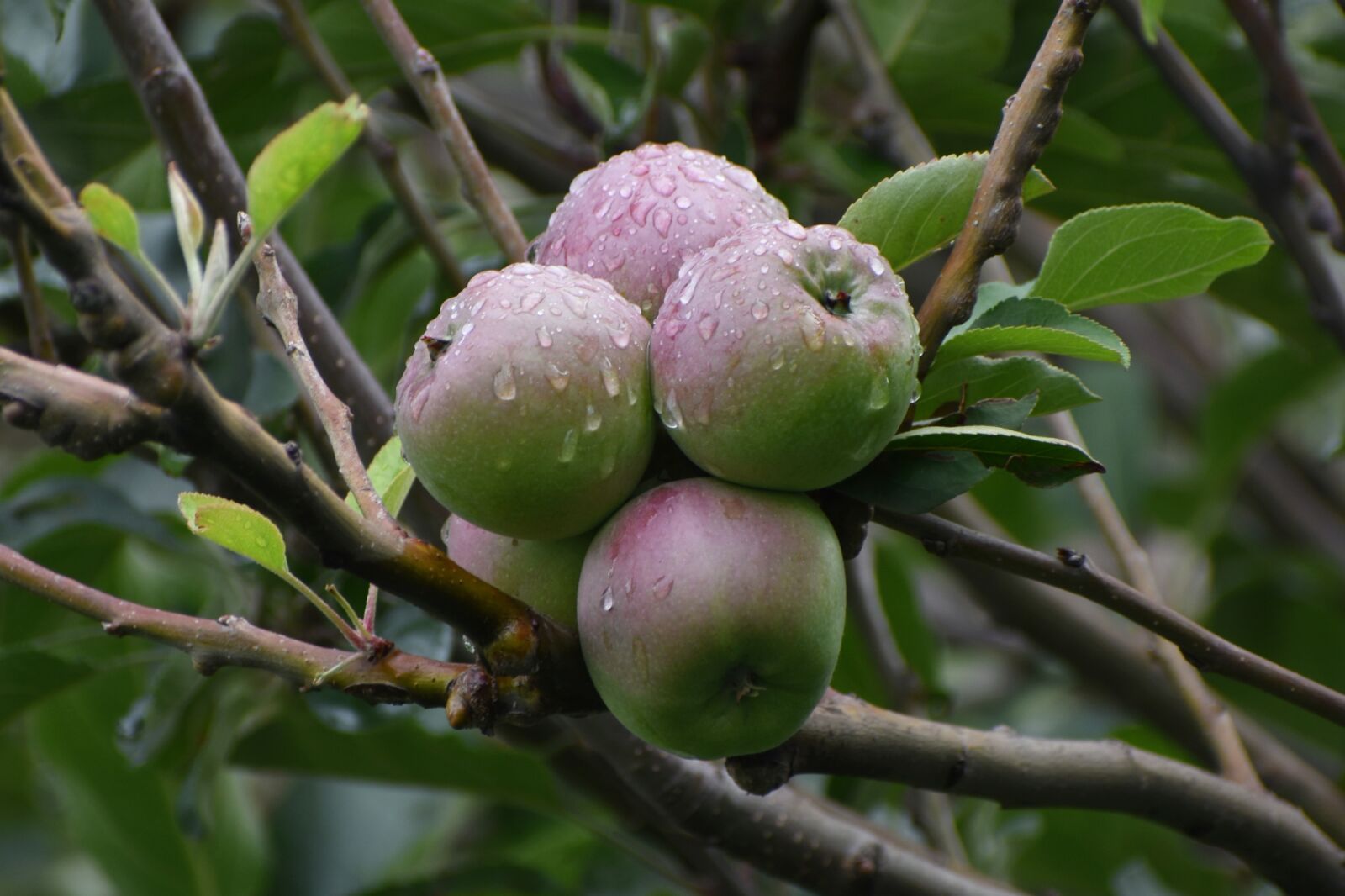 Nikon D3500 sample photo. Apple, apple tree, fruit photography