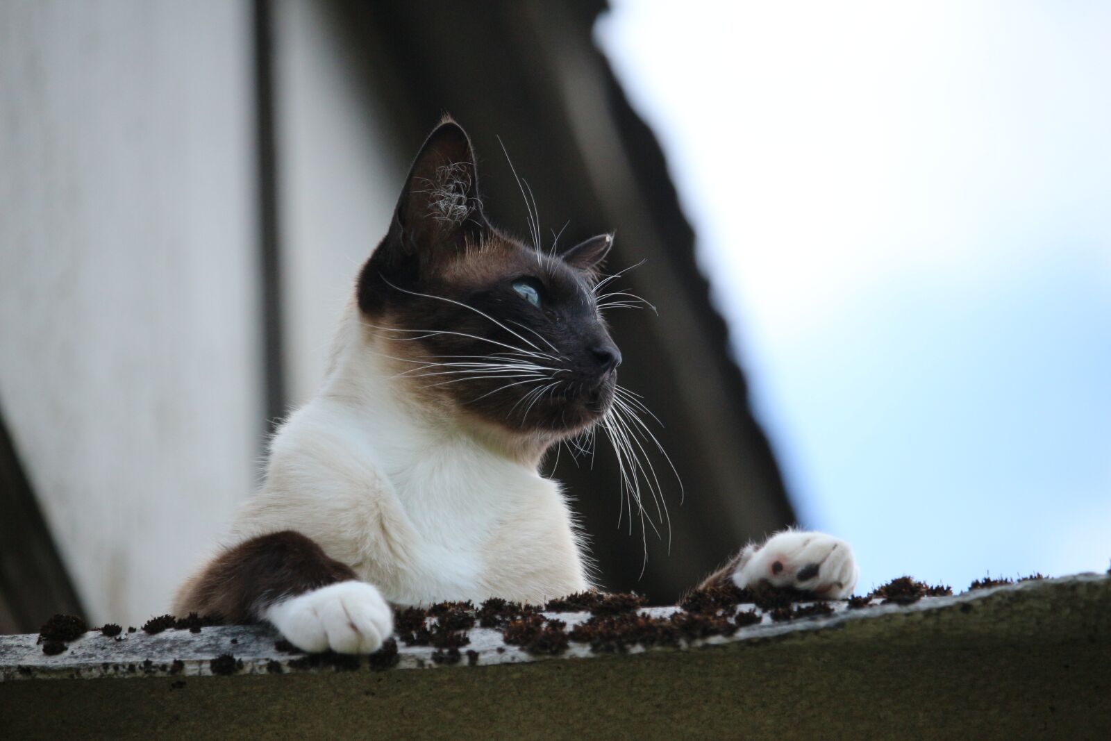 Canon EOS 100D (EOS Rebel SL1 / EOS Kiss X7) sample photo. Cat, siamese, siamese cat photography