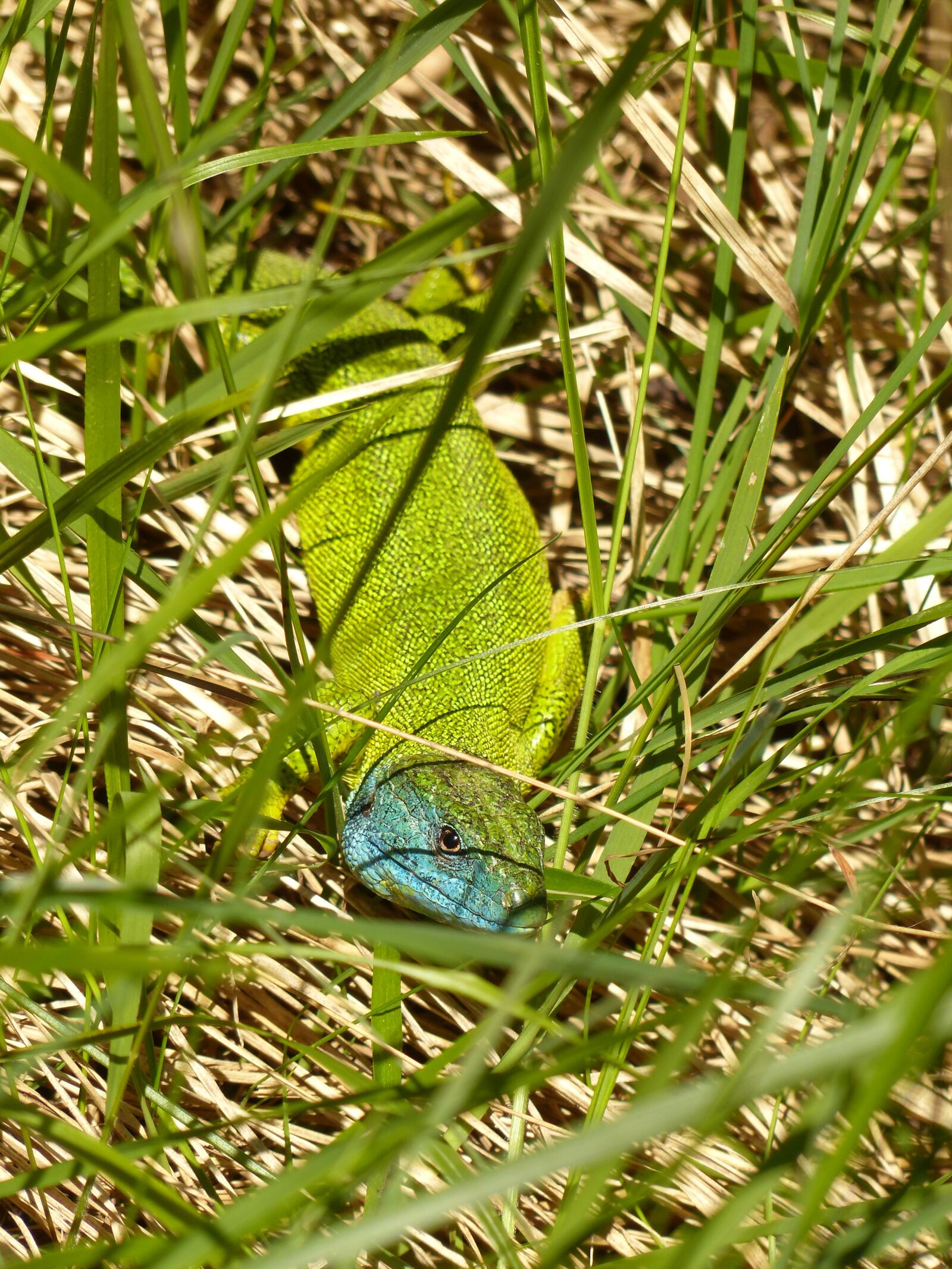 Panasonic Lumix DMC-FZ200 sample photo. Emerald lizard, european green photography