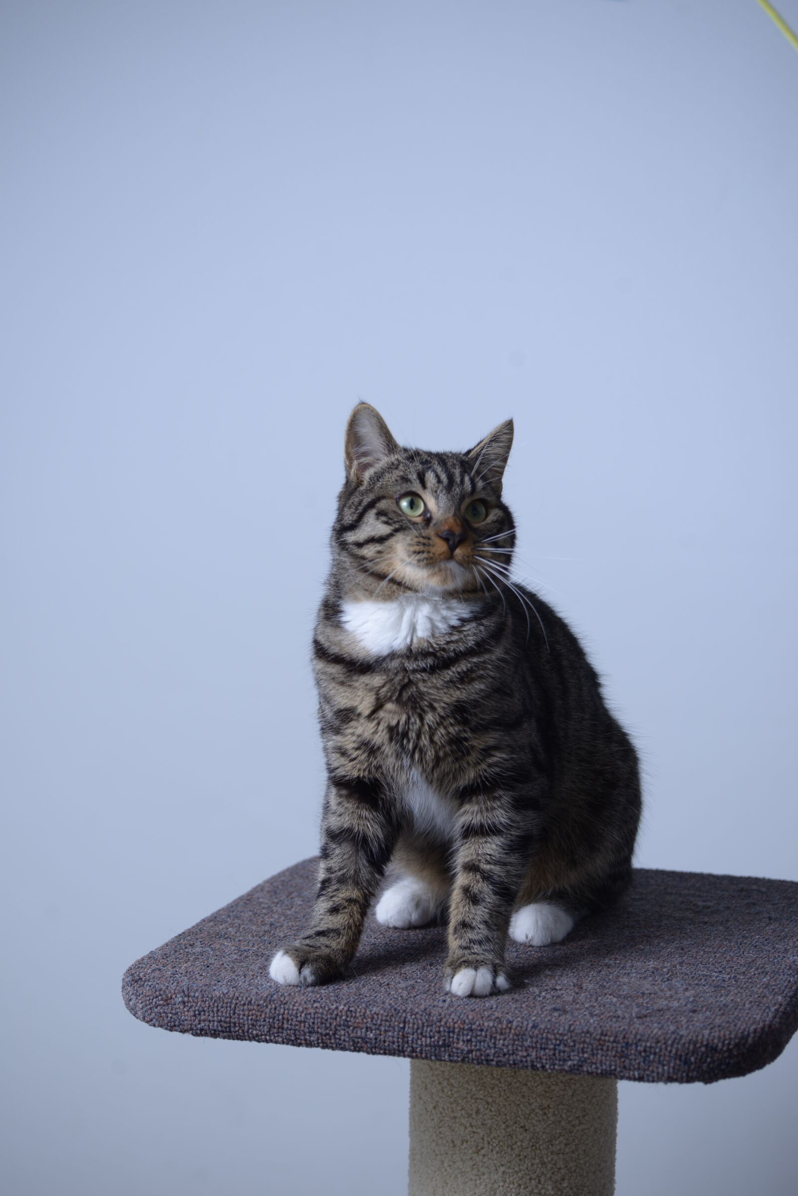 Nikon D800 sample photo. Cat, tabby, sitting photography