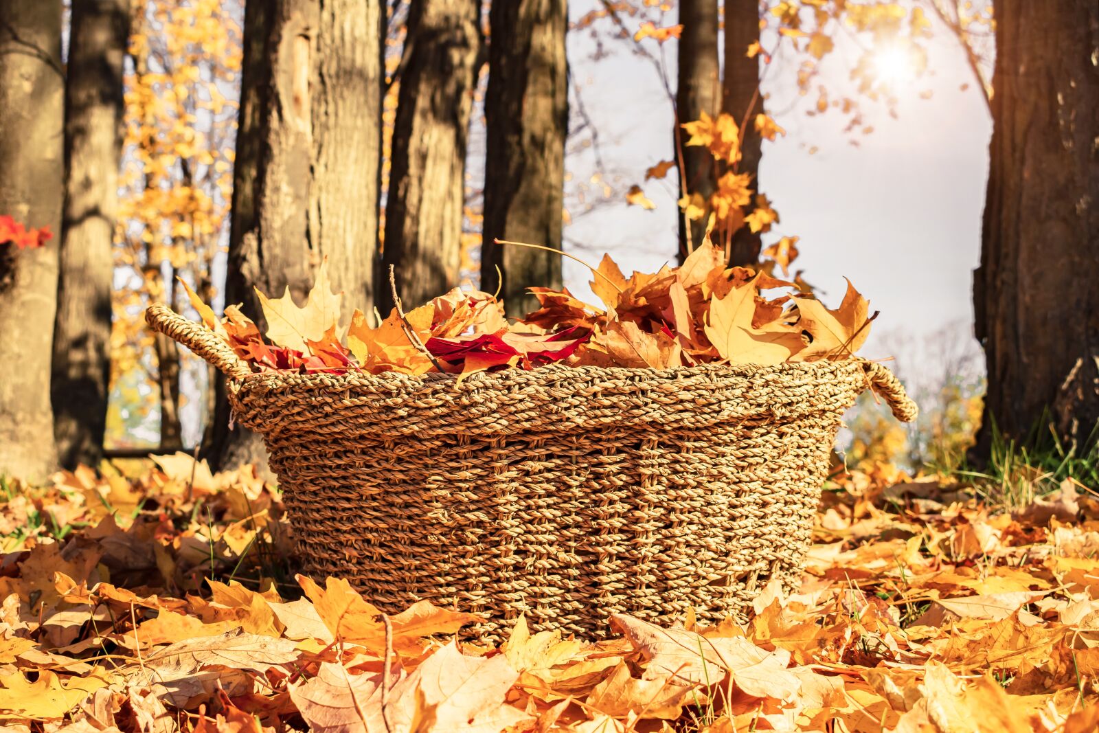 Nikon D3400 sample photo. Fall, basket, autumn photography