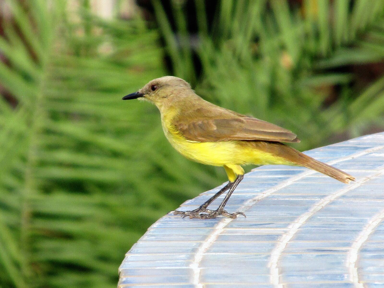 Canon PowerShot SX160 IS sample photo. Bird, tropical birds, brazilian photography