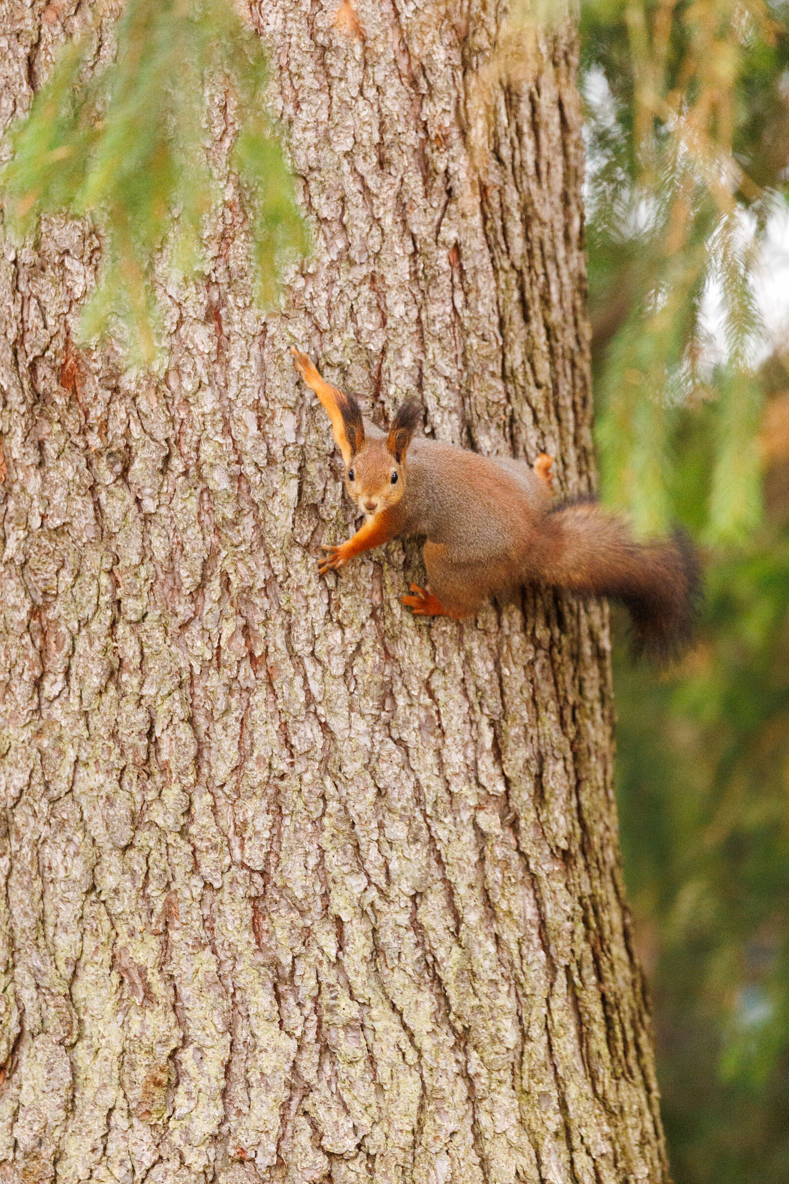 Canon EOS R1 sample photo. Squirrel tree photography