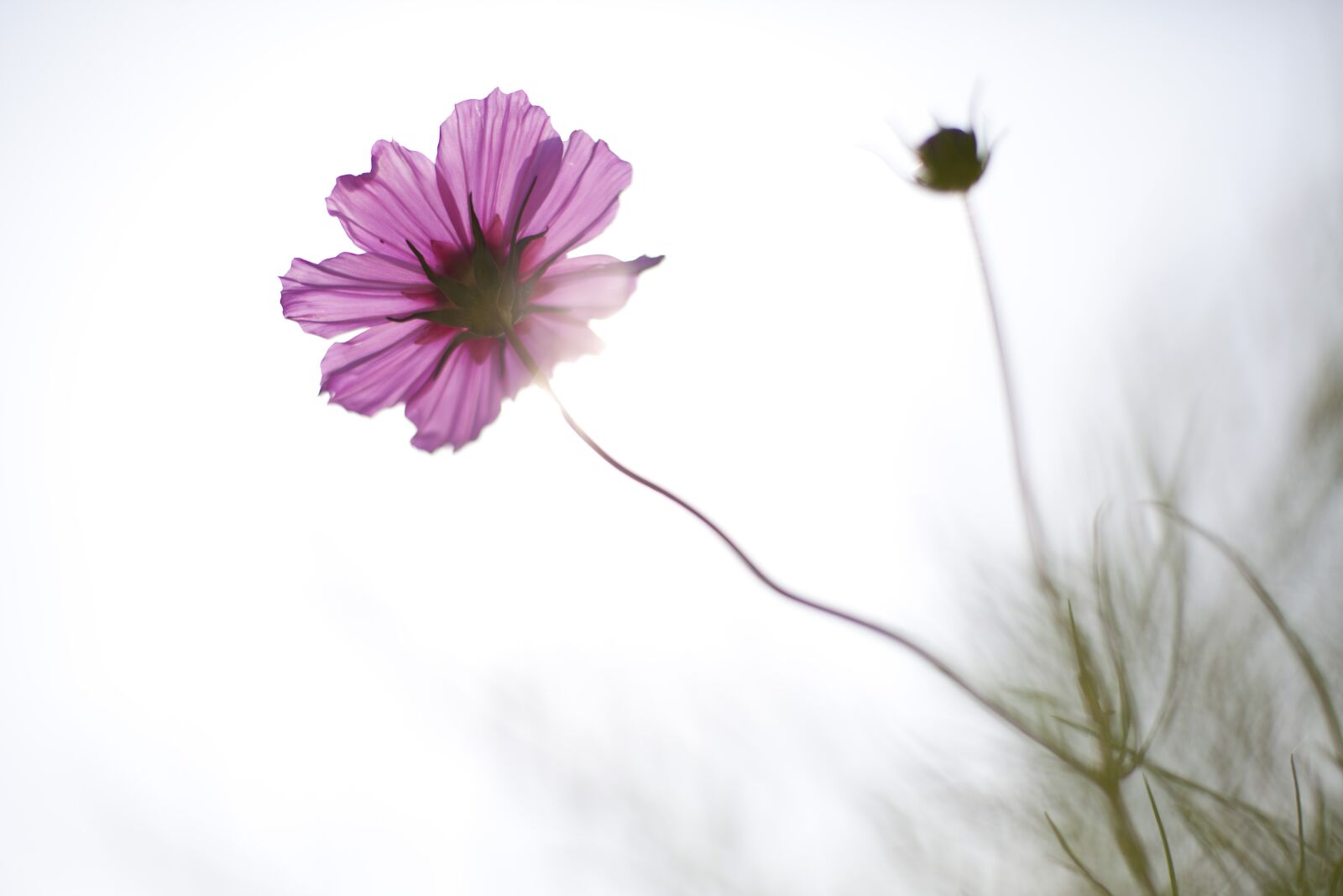 Canon EOS 5D Mark II sample photo. Cosmos, flowers, autumn photography