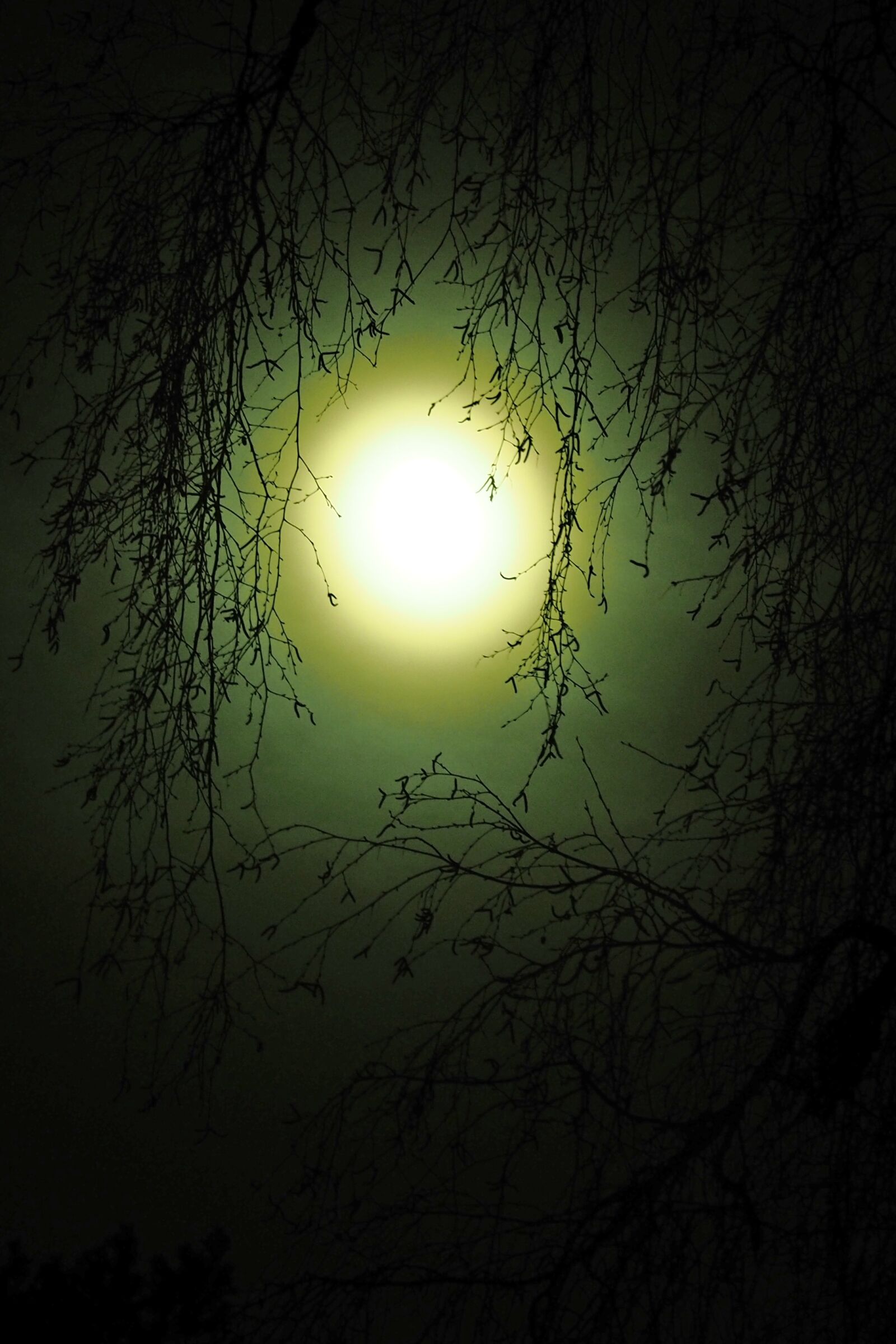 Olympus M.Zuiko Digital ED 12-100mm F4.0 IS Pro sample photo. Moon, night, mystical photography