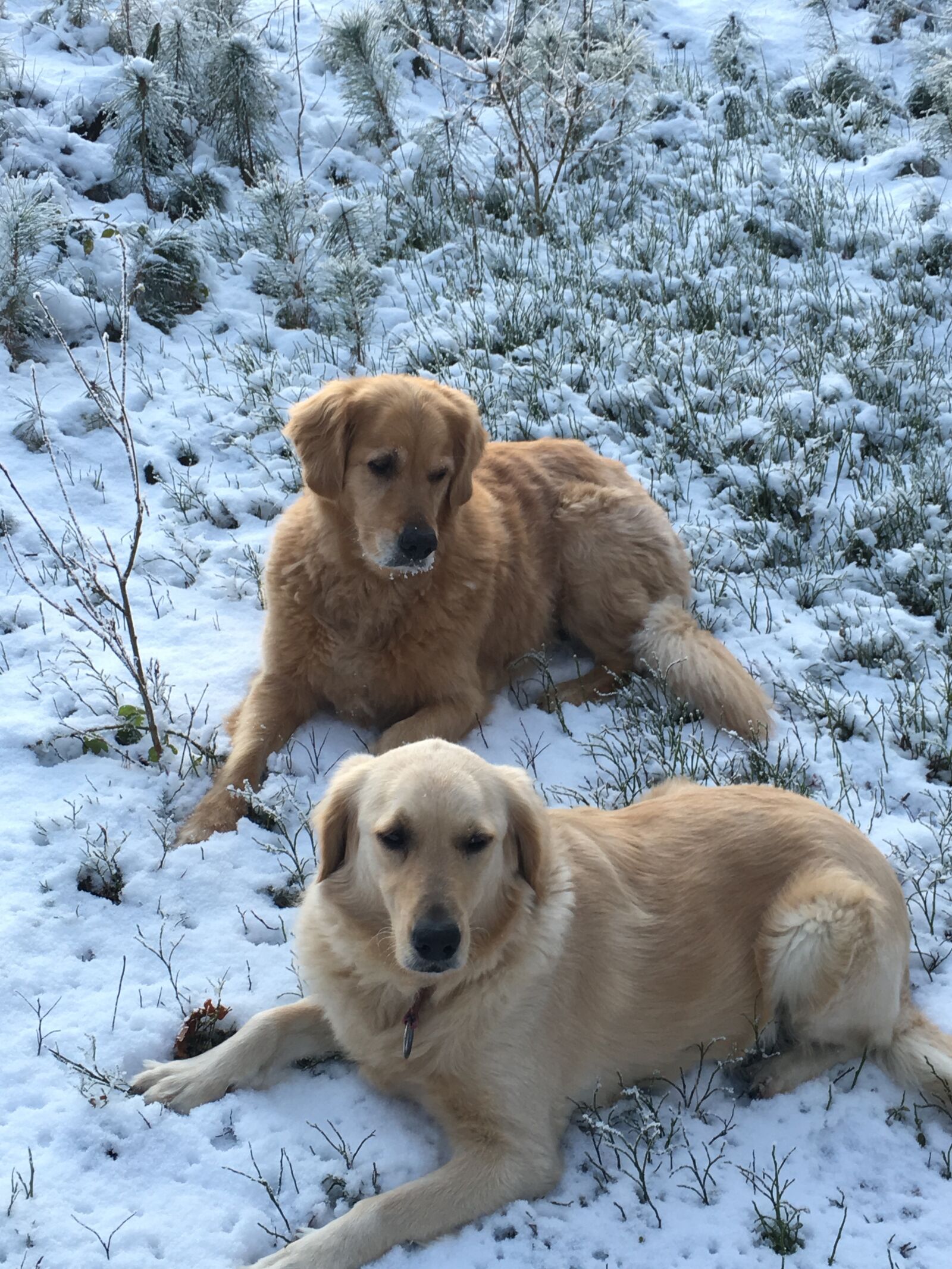 Apple iPhone 6s sample photo. Golden retriever, dogs, pet photography