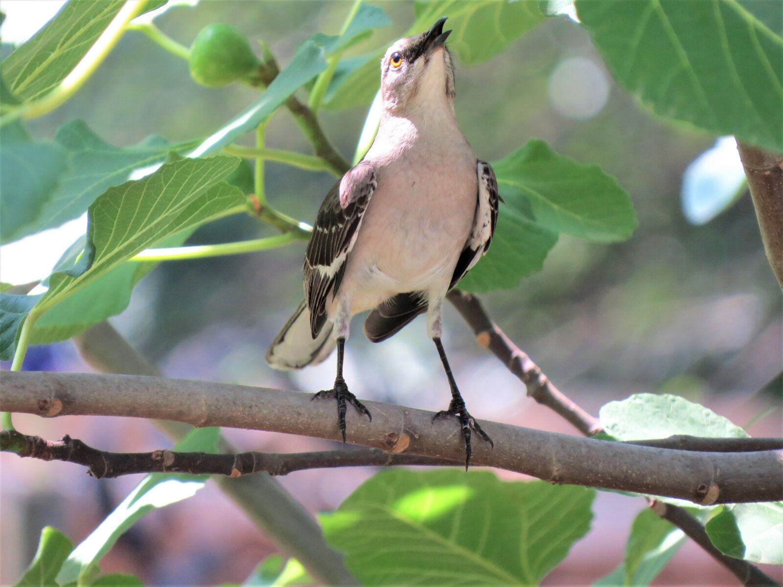 Canon PowerShot SX50 HS sample photo. Bird, green, wildlife photography