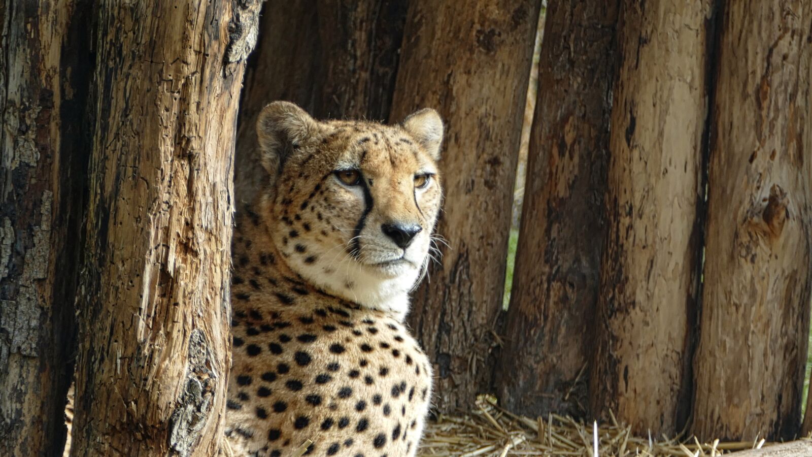 Panasonic Lumix DMC-FZ1000 sample photo. Cheetah, wild, nature photography