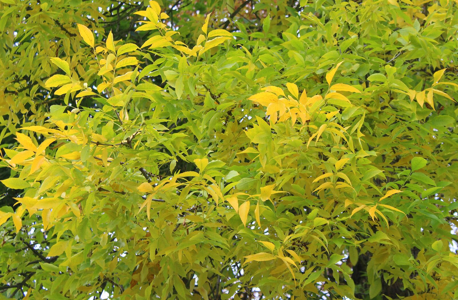 Canon EOS 1200D (EOS Rebel T5 / EOS Kiss X70 / EOS Hi) sample photo. Autumn tree, yellow leaves photography