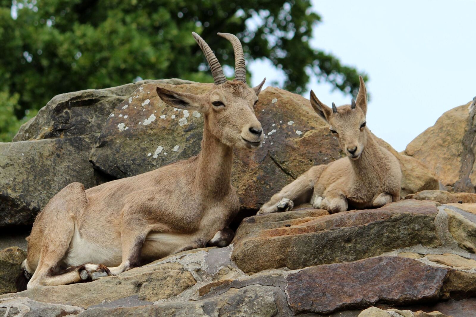 Canon EOS 600D (Rebel EOS T3i / EOS Kiss X5) sample photo. Animal, mammal, horns photography