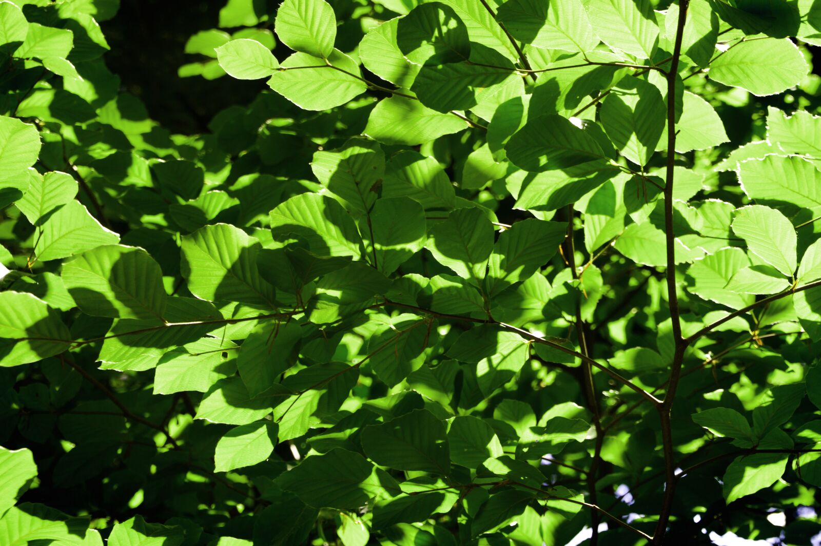 Nikon D3200 sample photo. Leaves, forest, sunlight photography