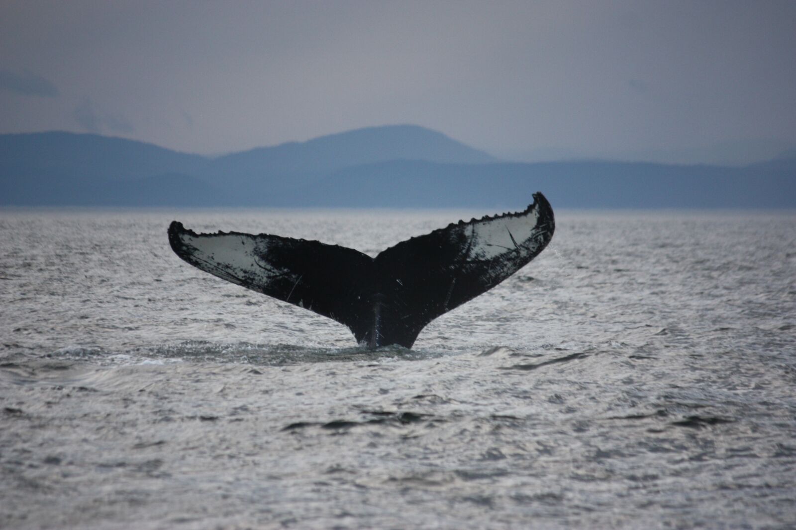 Canon EOS 450D (EOS Rebel XSi / EOS Kiss X2) sample photo. Tadoussac, nature, marine photography