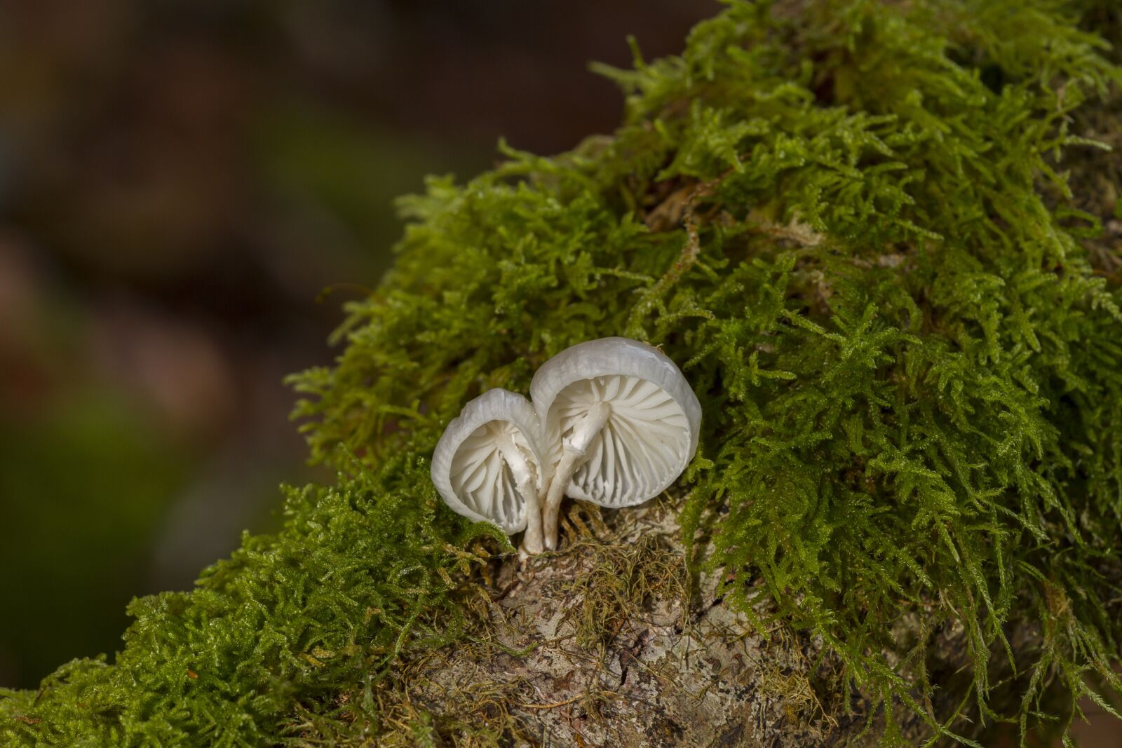 Canon EOS 7D sample photo. Mushroom, moss, sponge photography