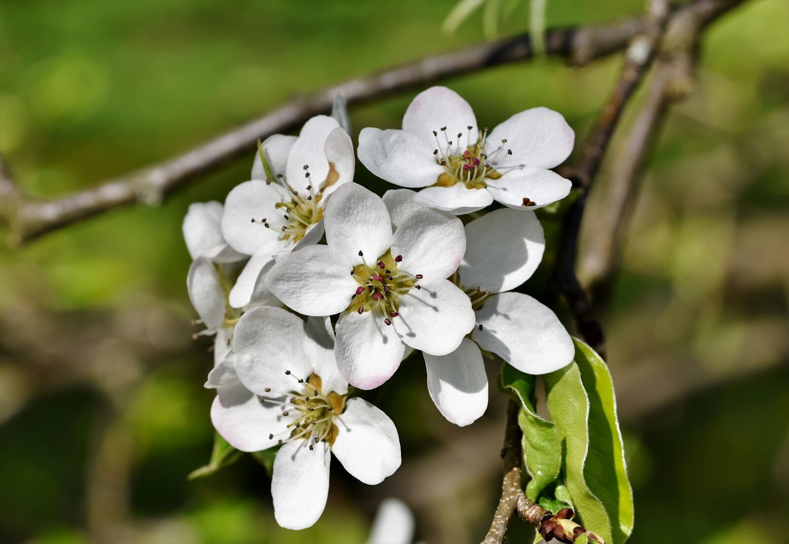 Nikon D7200 sample photo. Pear blossom, pear, blossom photography