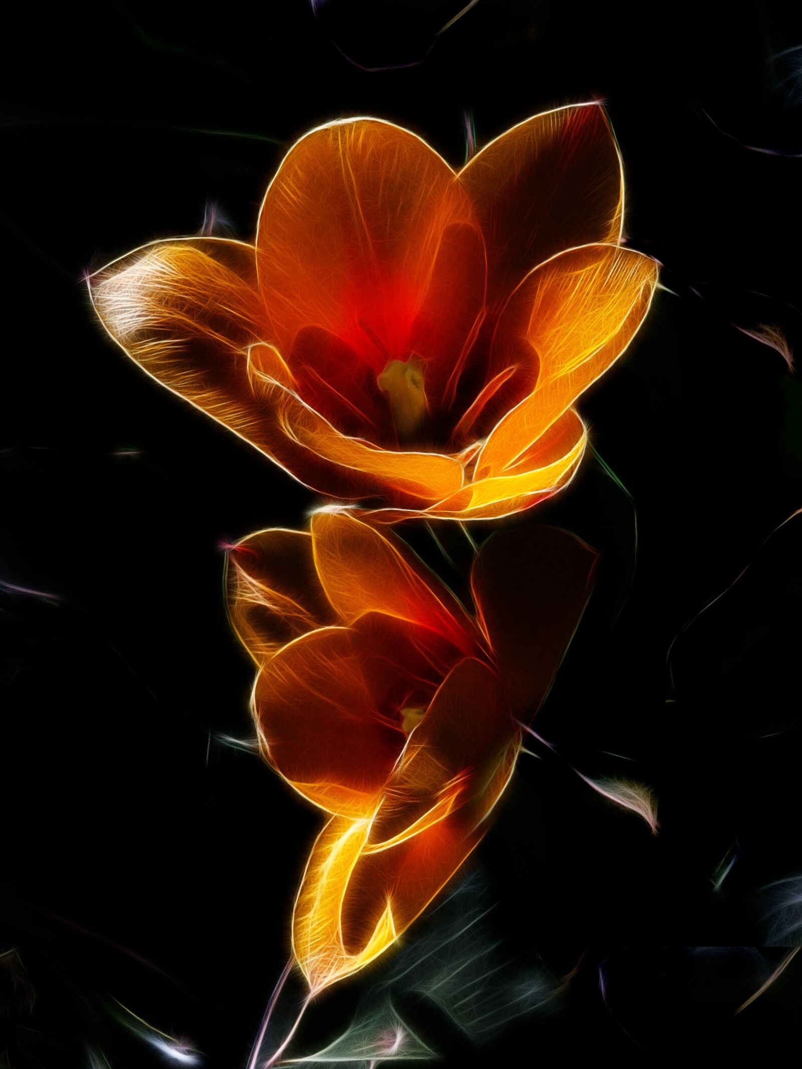 Canon PowerShot G15 sample photo. Fractalius, tulip, purchase manniana photography