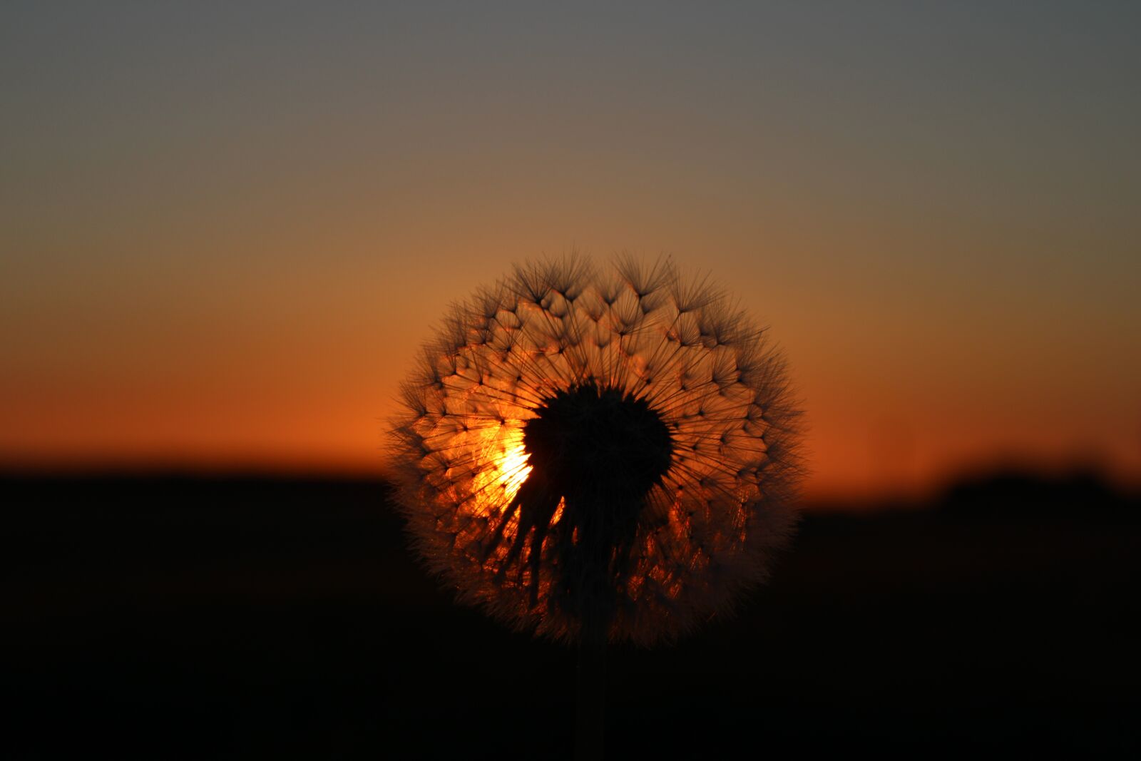 Canon EOS 2000D (EOS Rebel T7 / EOS Kiss X90 / EOS 1500D) sample photo. Dandelion, flower, nature photography
