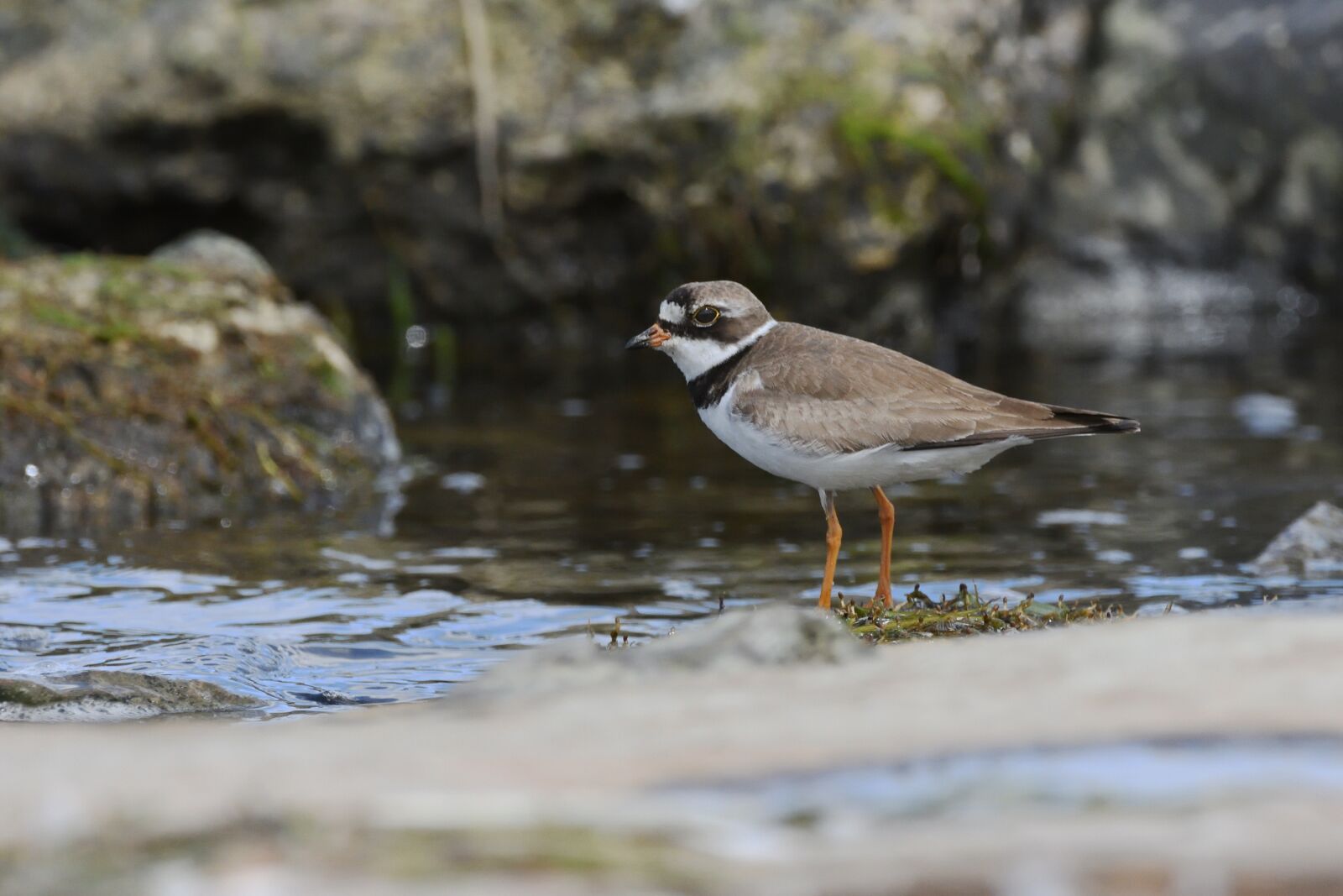 Nikon D7200 sample photo. Plover, water, bird photography