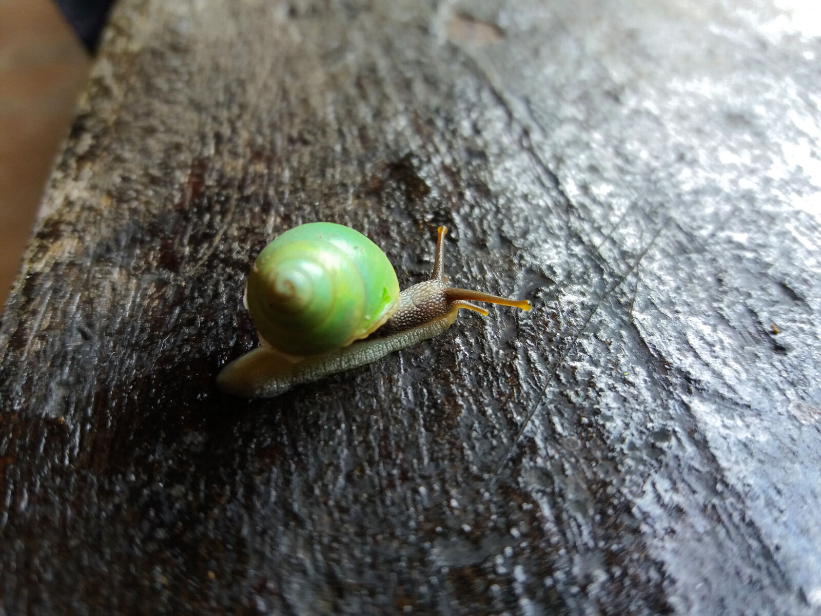 Samsung Galaxy J5(2016) sample photo. Curled, curly, day, green photography