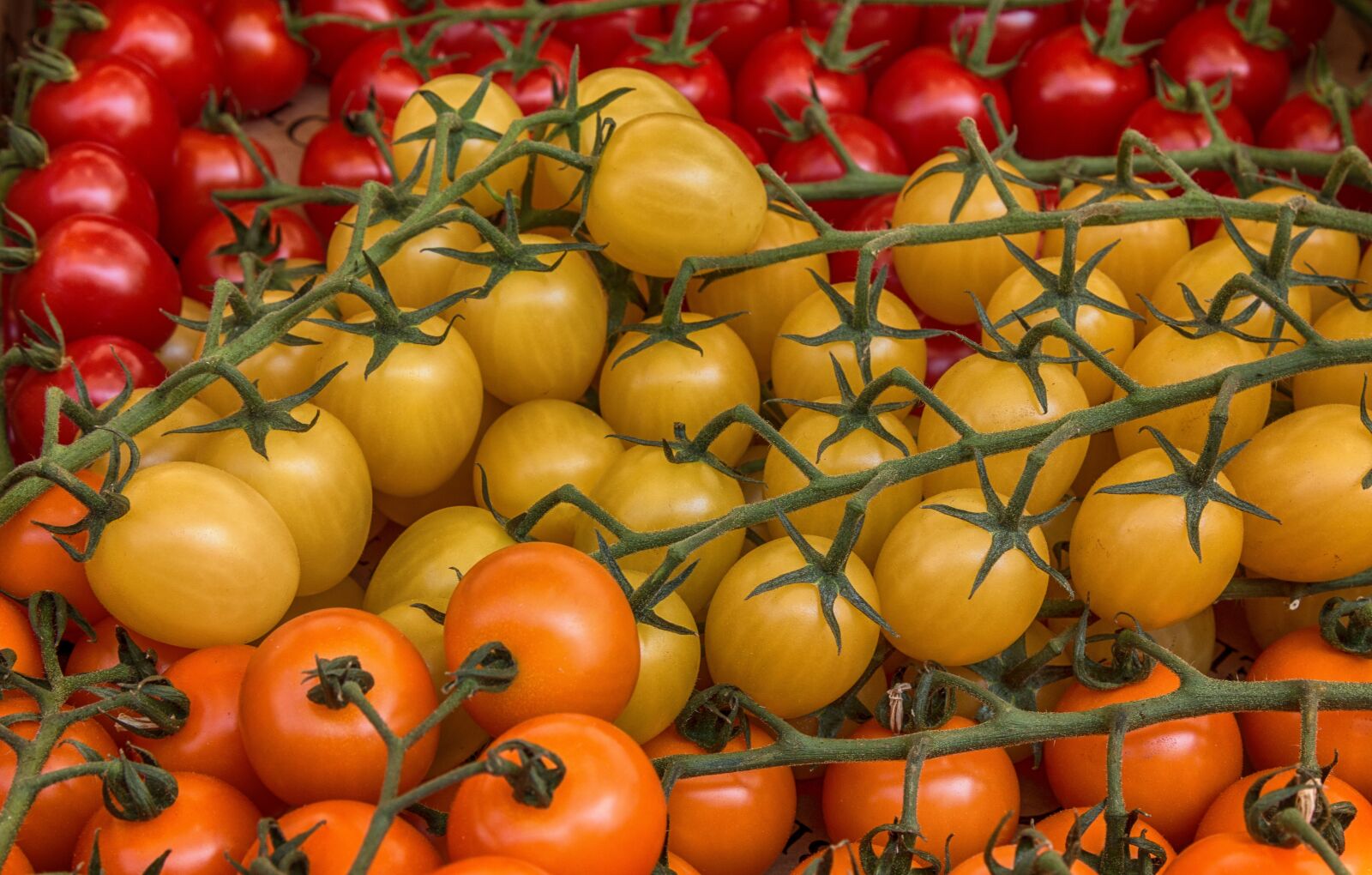 Canon EOS 70D + Canon EF 24-105mm F4L IS USM sample photo. Yellow, tomato, tomatoes photography