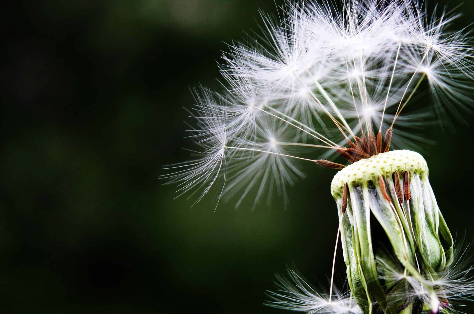 Canon EOS 550D (EOS Rebel T2i / EOS Kiss X4) sample photo. Dandelion, outdoor, daylight, summer photography