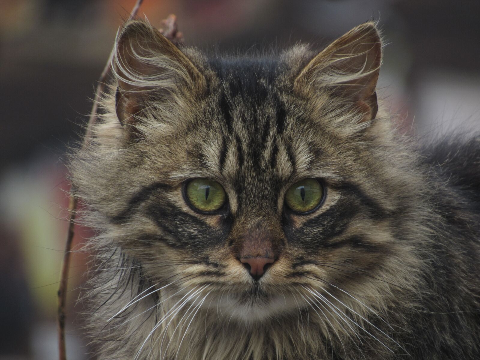 Canon PowerShot SX530 HS sample photo. Cat, street photo, cats photography