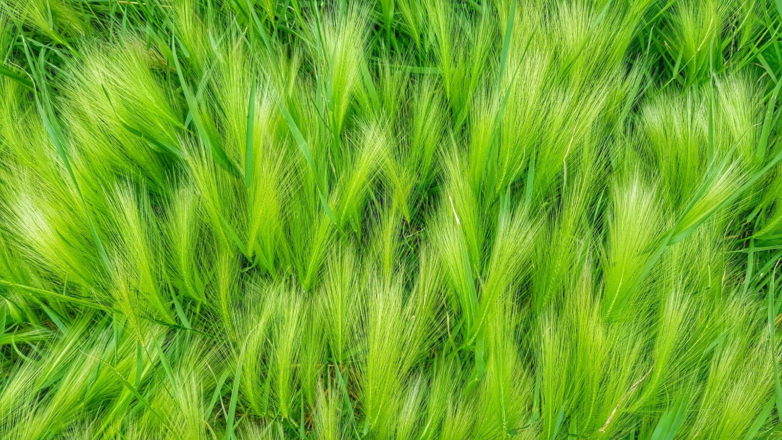 Samsung Galaxy S8+ sample photo. Grass, greens, green photography