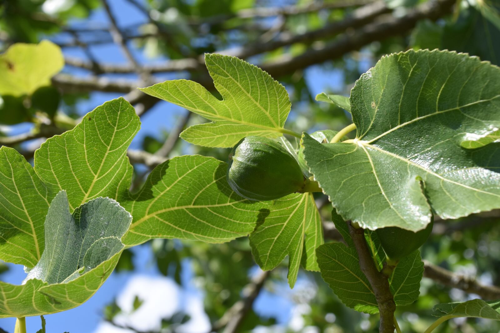Nikon D5600 sample photo. Fig tree, fig, leaves photography