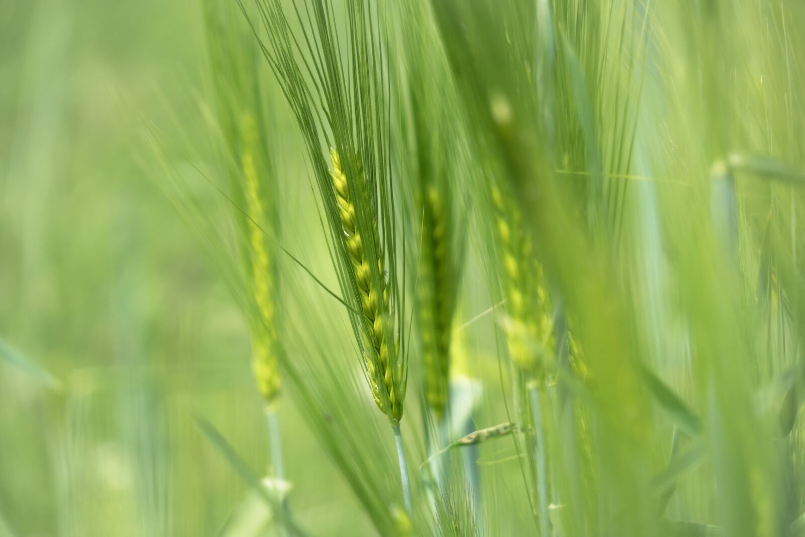 Canon PowerShot G3 X sample photo. Barley, cereals, ear photography