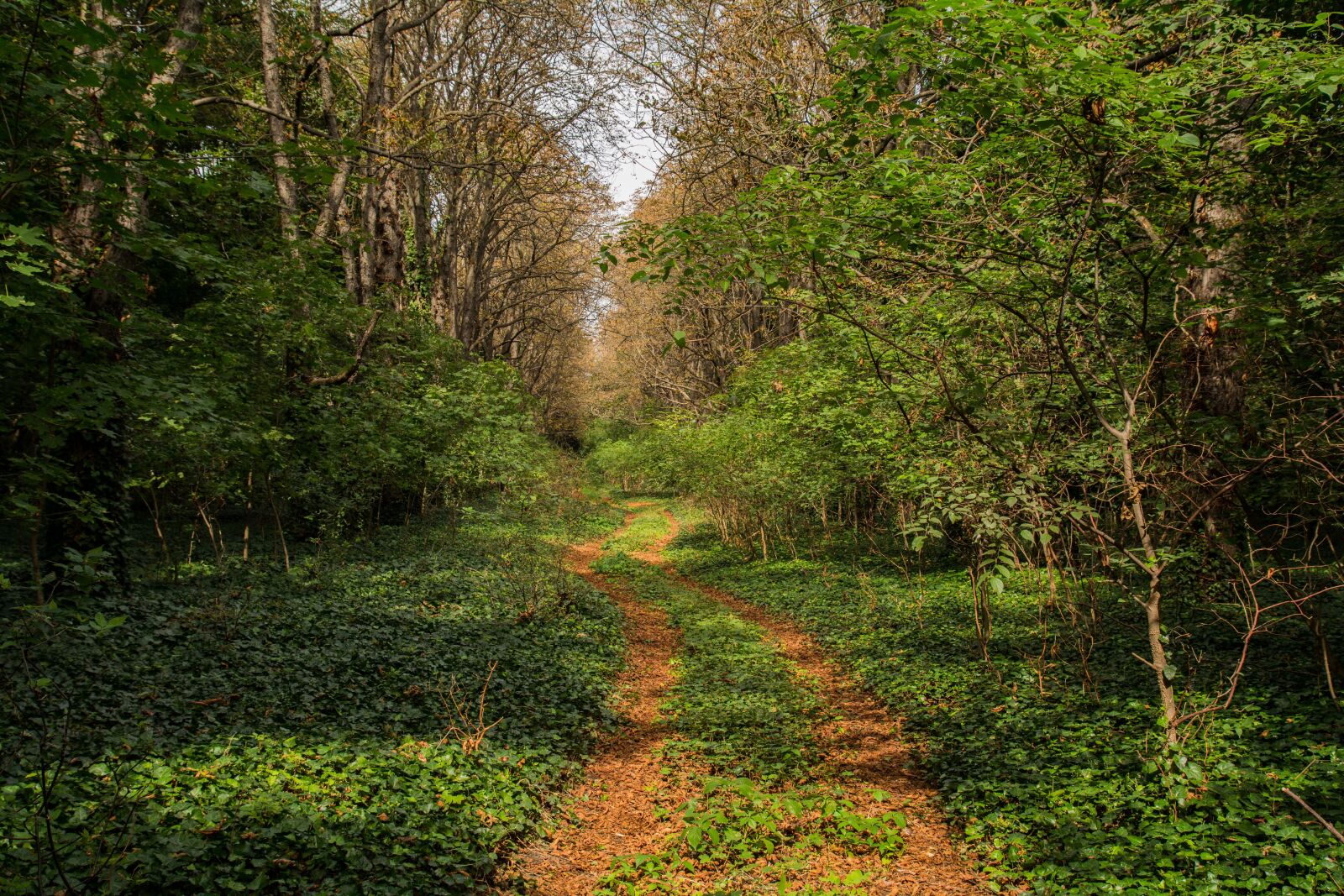 Nikon D7100 sample photo. Nature, landscape, wood photography