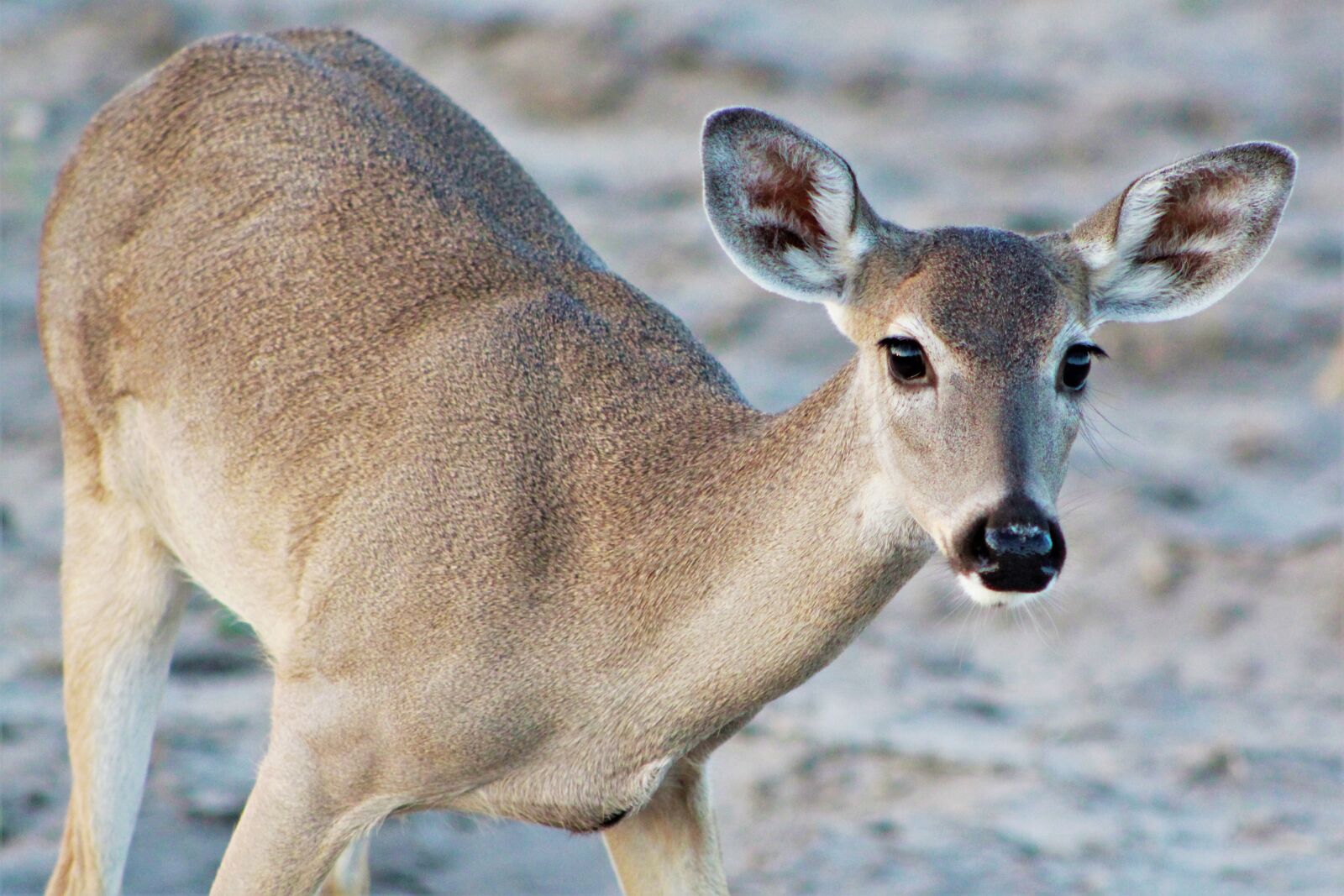 Canon EOS 60D sample photo. Doe, deer, hunts photography
