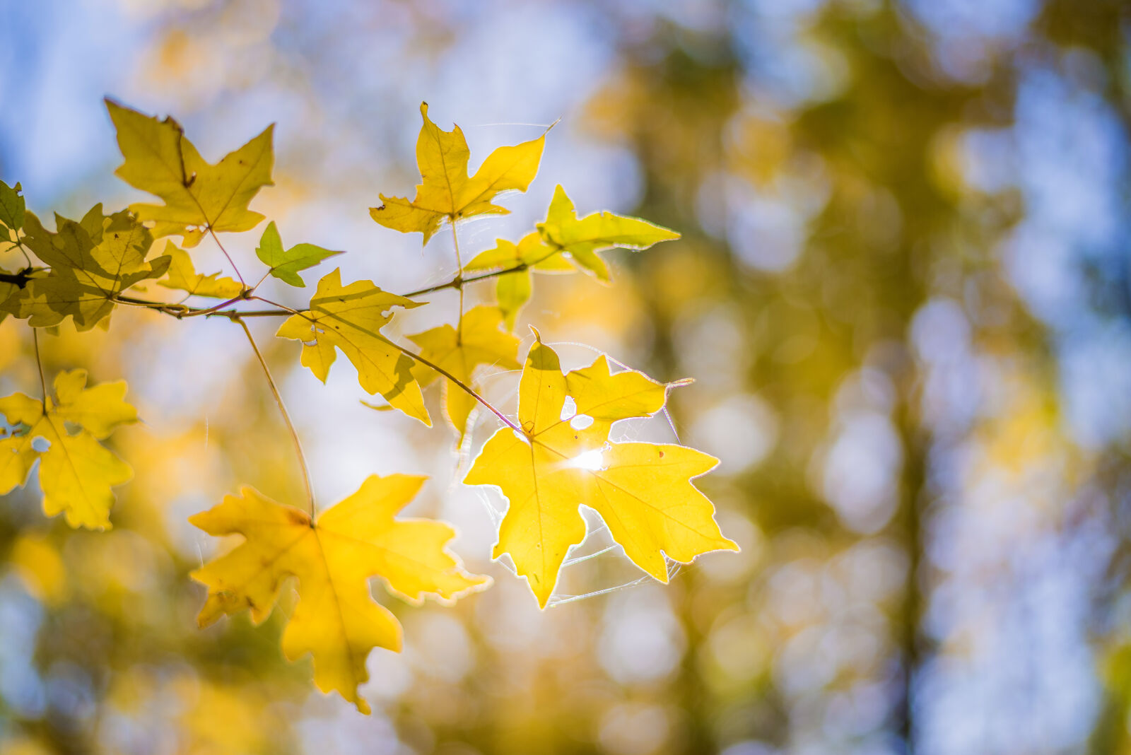 Nikon D750 + Nikon AF-S Nikkor 50mm F1.8G sample photo