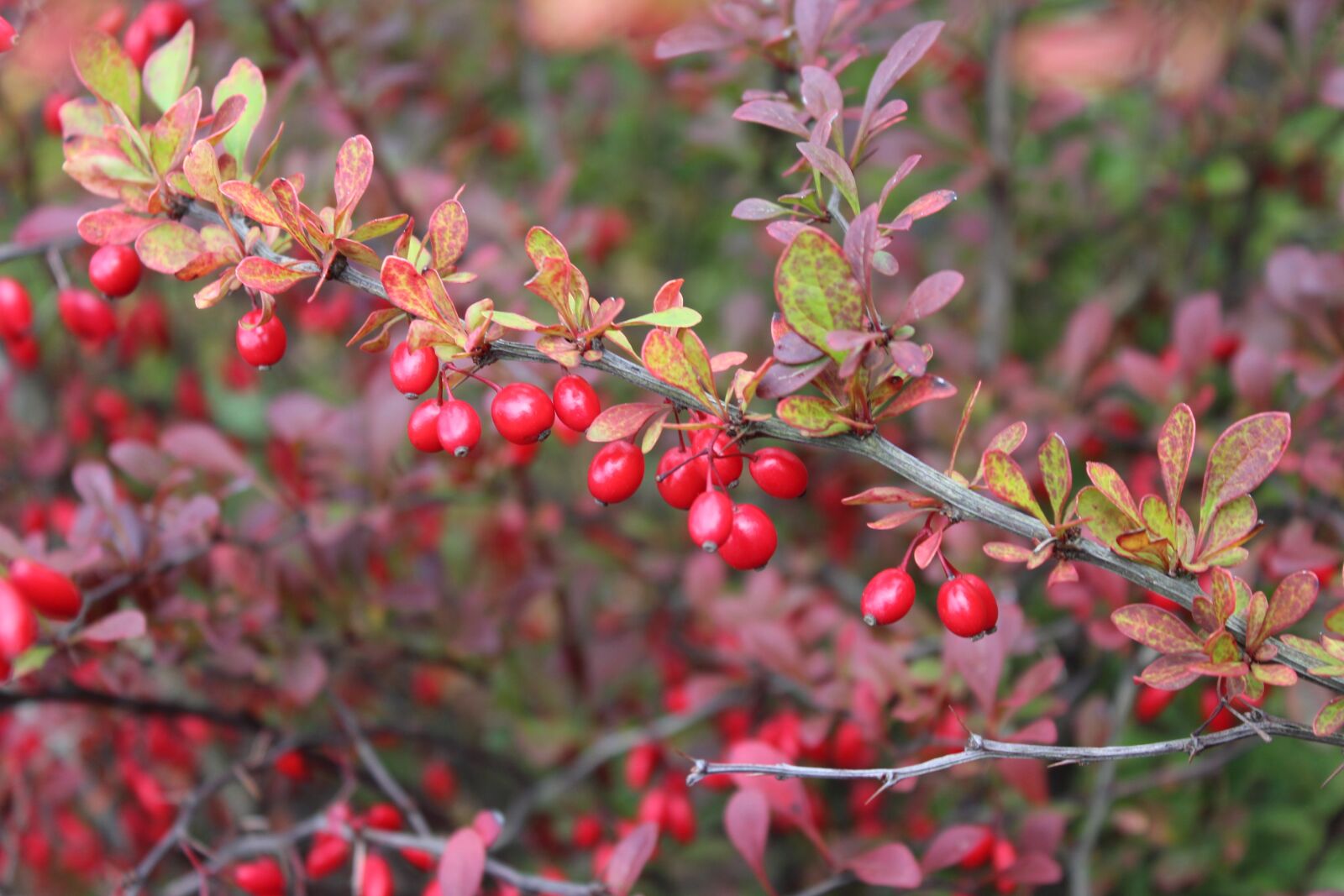 Canon EOS 1200D (EOS Rebel T5 / EOS Kiss X70 / EOS Hi) sample photo. Barberry, bush, autumn photography