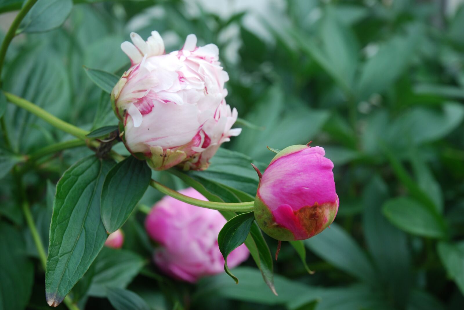 Nikon D80 sample photo. Anemone, flower, garden photography