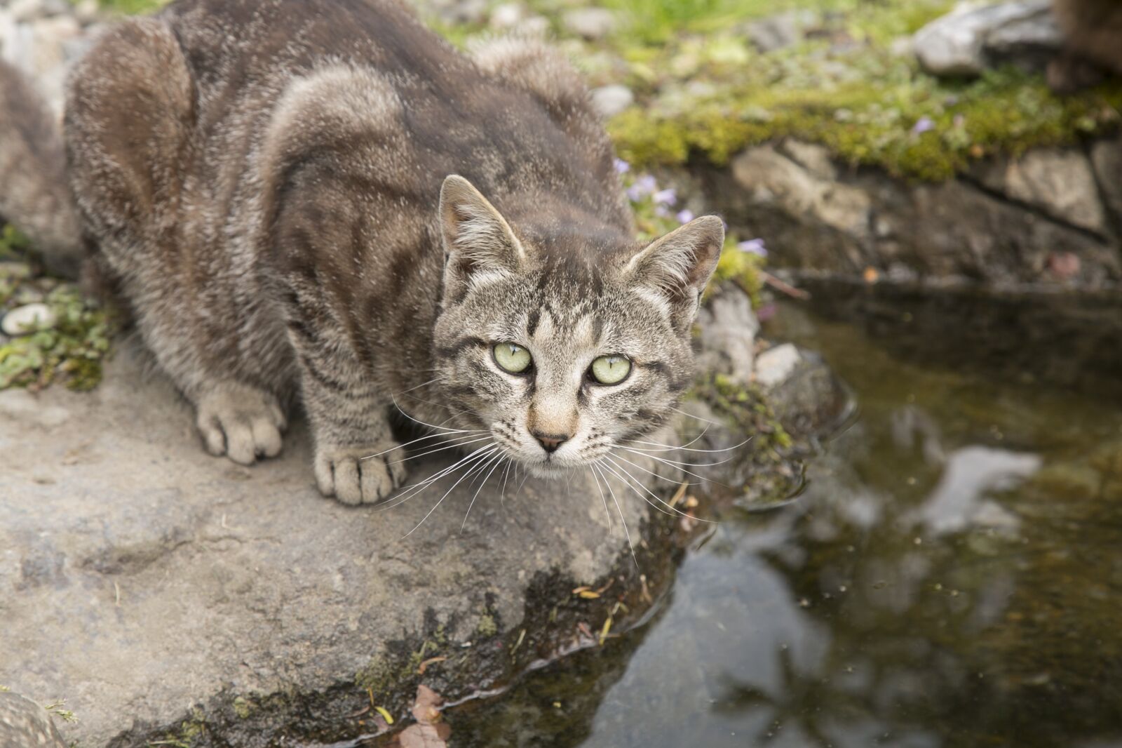 Canon EF 24-105mm F4L IS USM sample photo. Cat, animals, nature photography