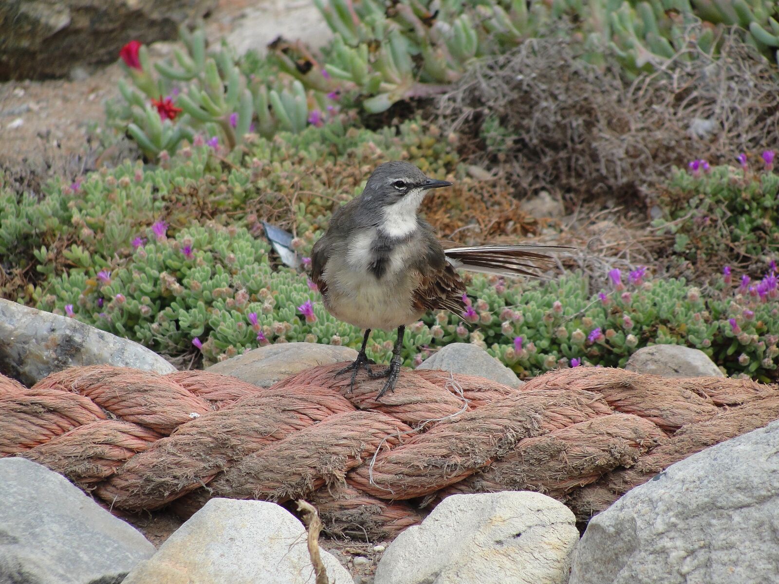 Sony Cyber-shot DSC-H20 sample photo. Strandlooper, bird, bird on photography