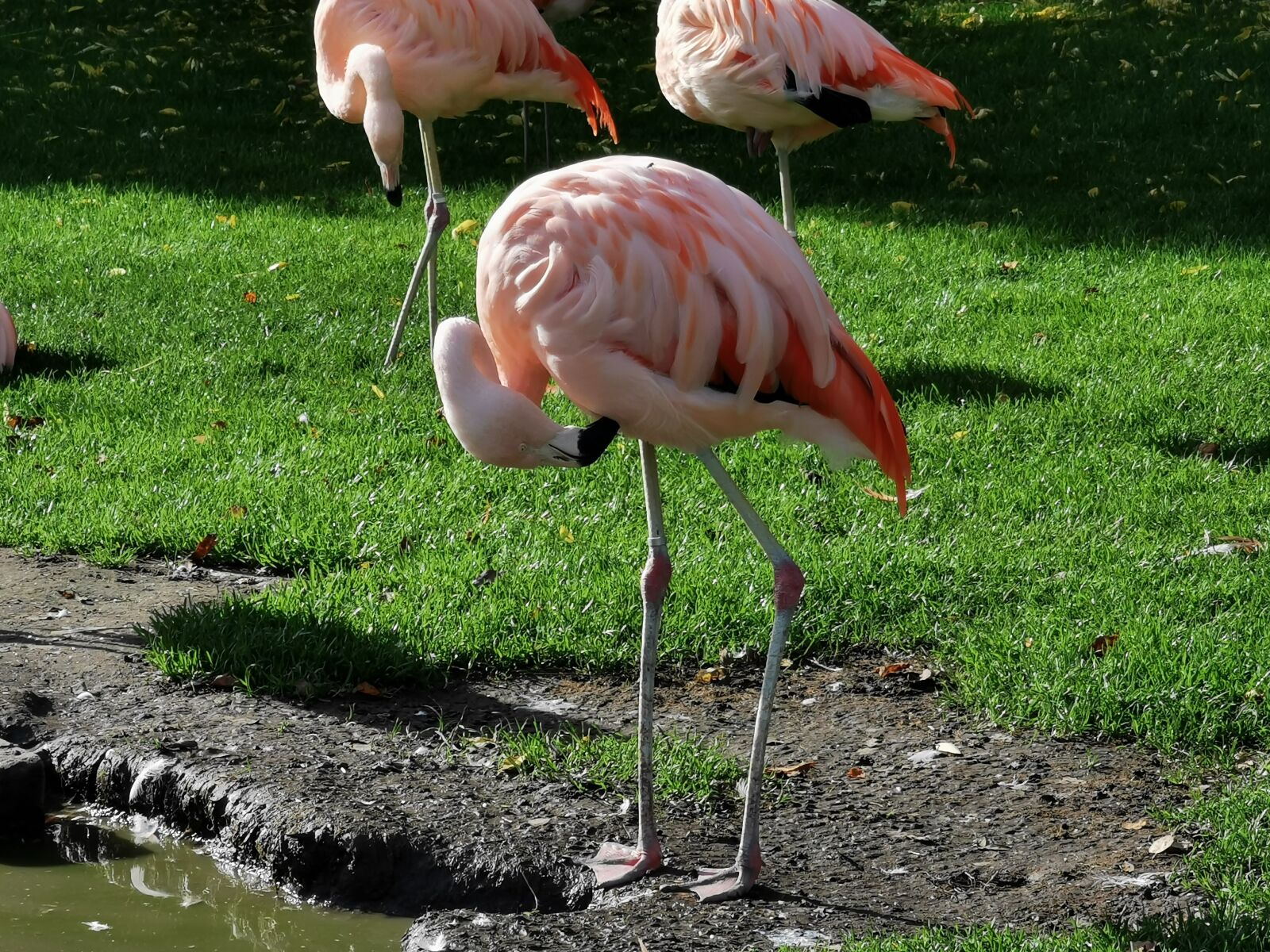 HUAWEI P30 Pro sample photo. Animals, zoo, pink photography