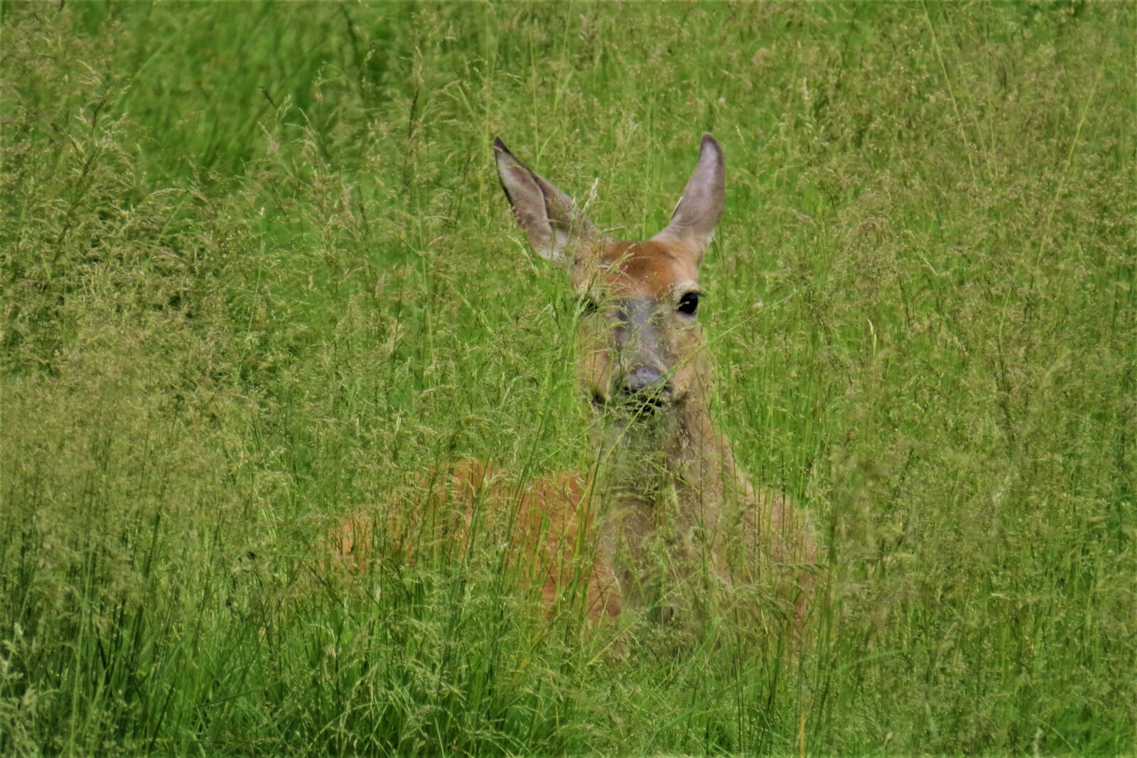 Canon PowerShot SX50 HS sample photo. Capricorn, green, wild animal photography