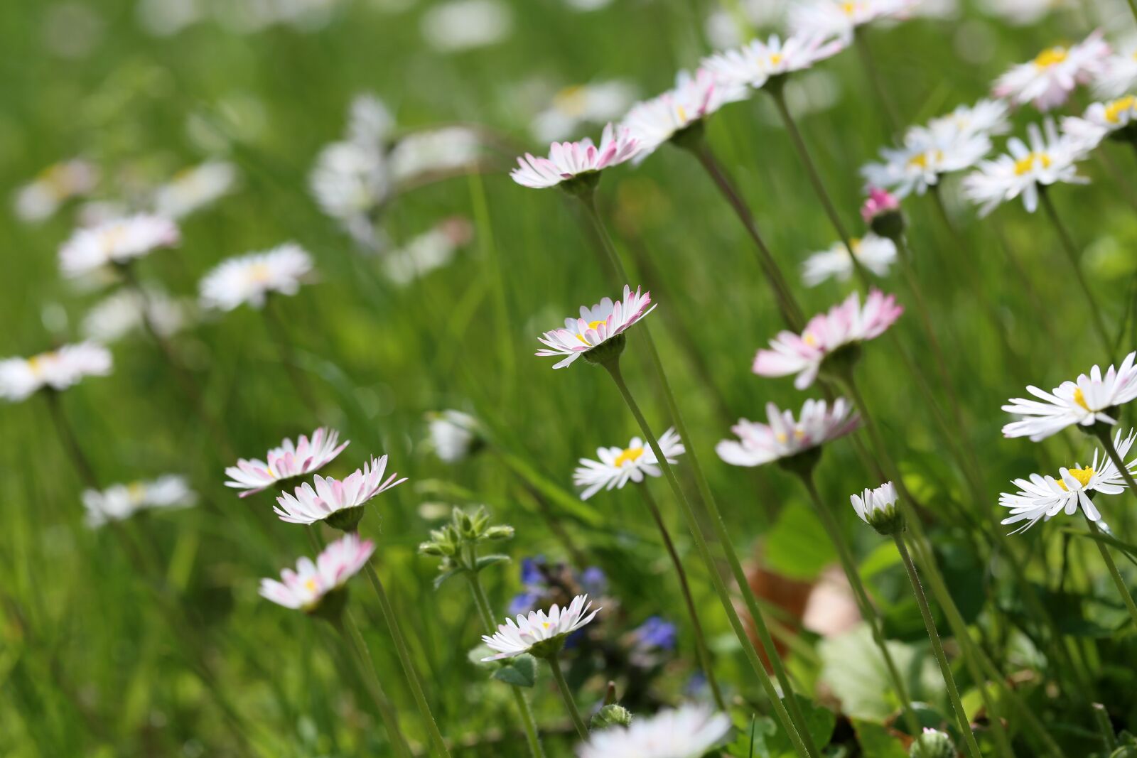 Canon EF 100mm F2.8L Macro IS USM sample photo. Flower meadow, daisies, daisy photography