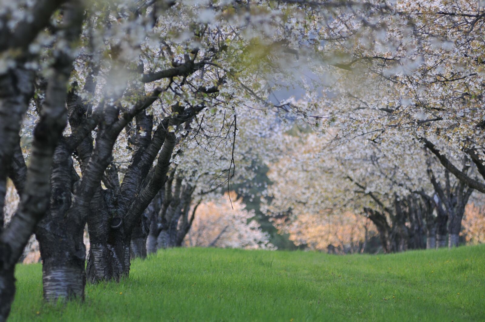 Nikon D300 sample photo. čerešna, tree, spring photography