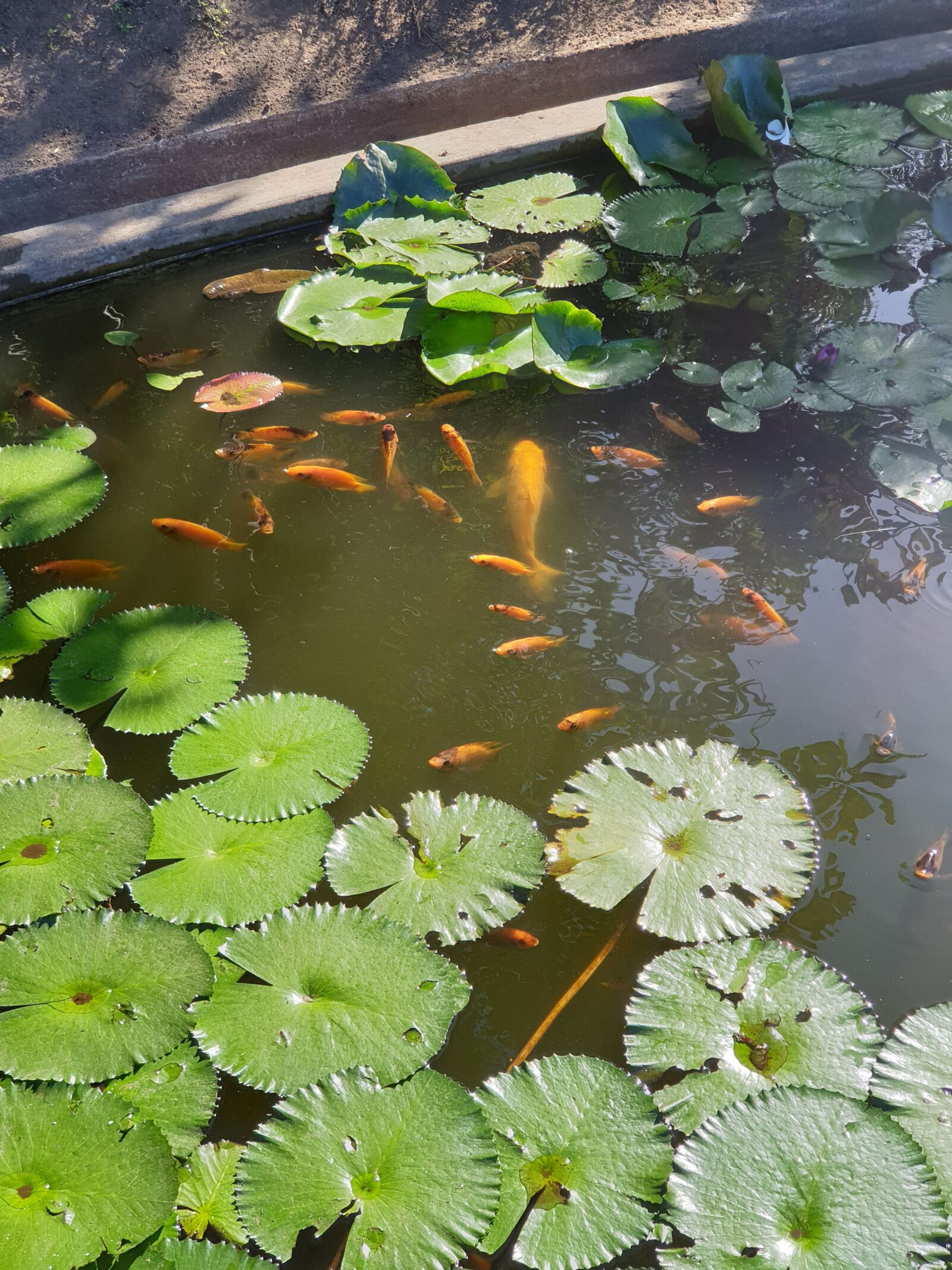 Samsung Galaxy Note9 sample photo. Fish, basin, water lilies photography