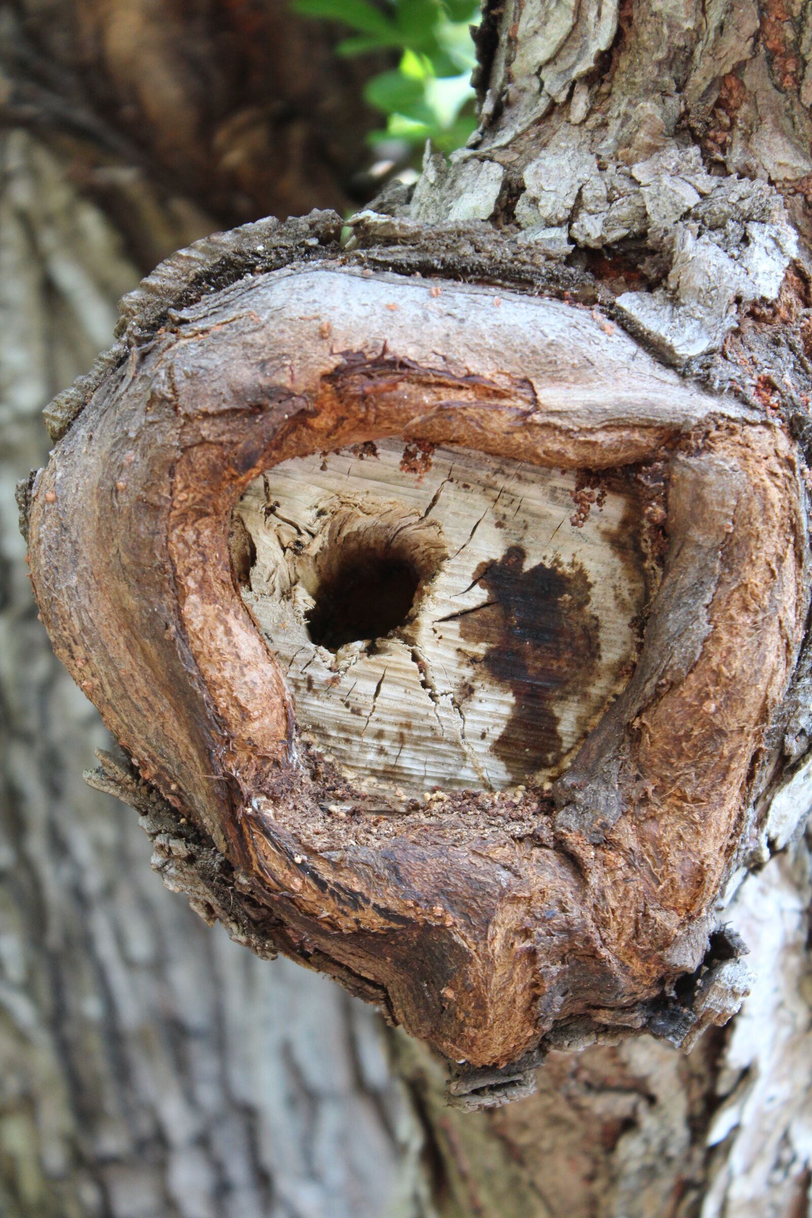 Canon EOS 650D (EOS Rebel T4i / EOS Kiss X6i) sample photo. Knot, outdoor, nature photography