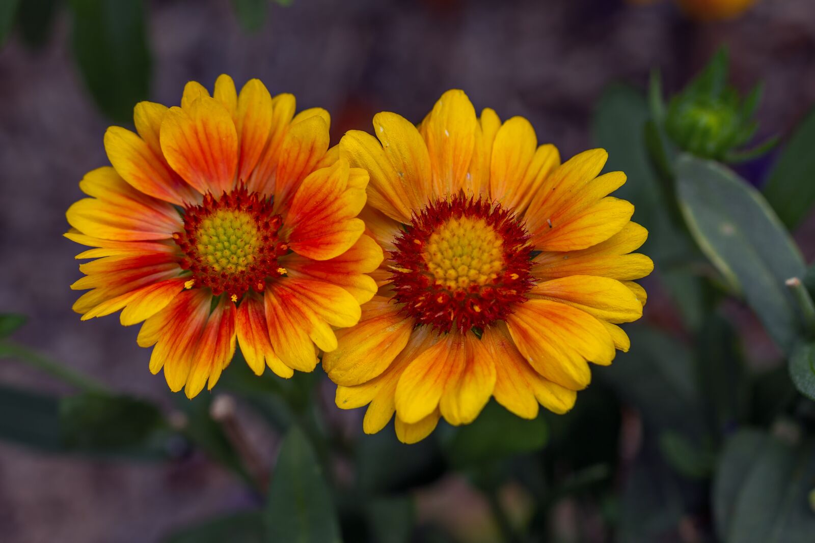 Canon EF 100mm F2.8L Macro IS USM sample photo. Flower, yellow, summer photography