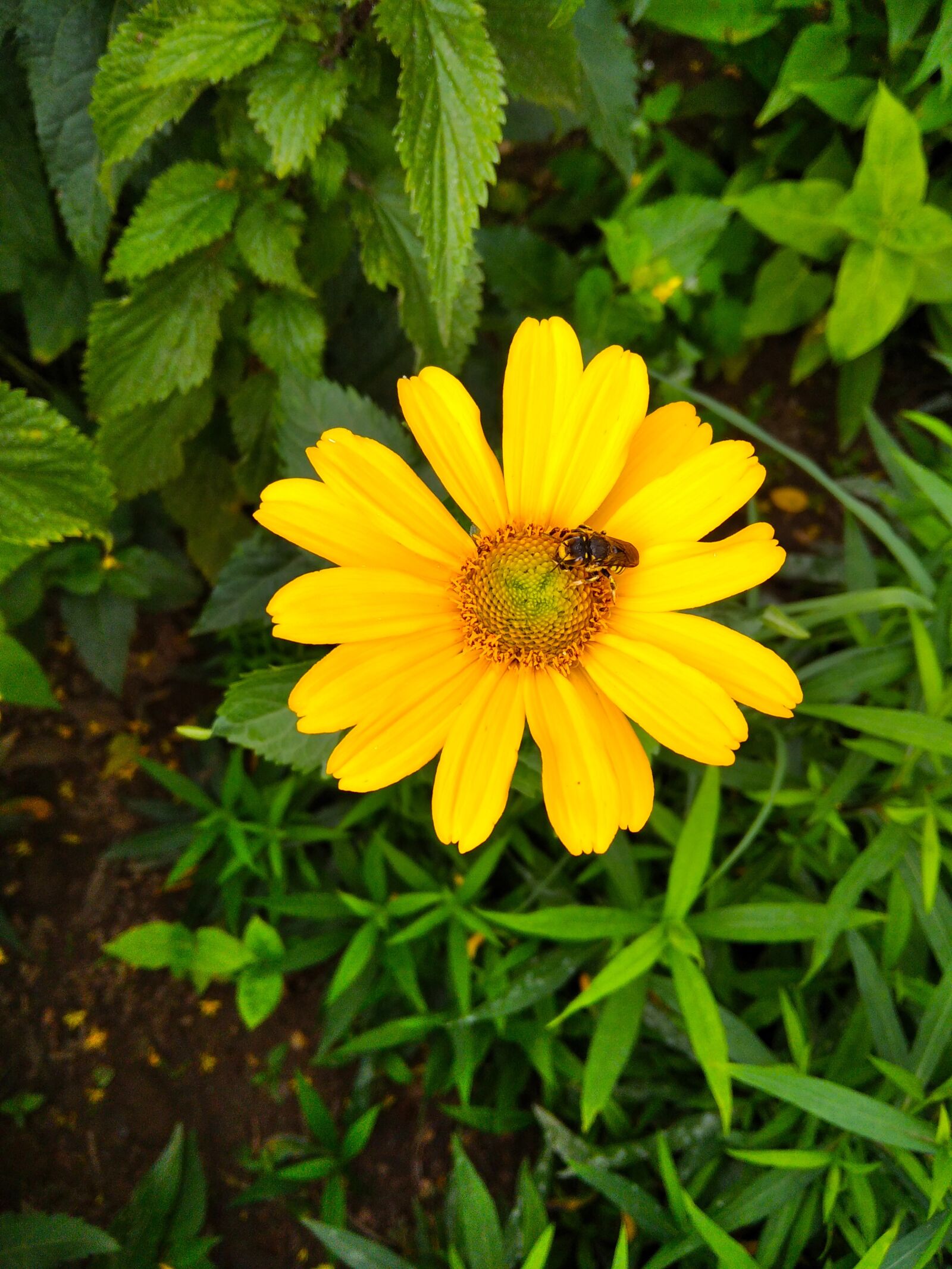 Xiaomi Redmi 8 sample photo. Flower, natural, garden photography