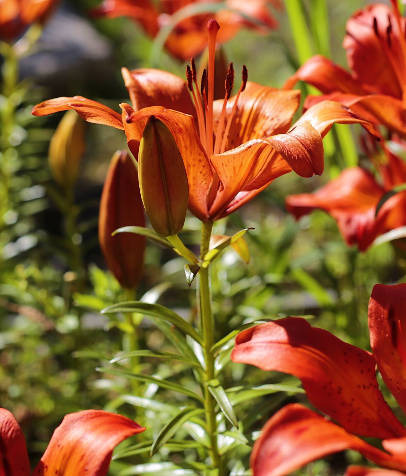 Canon EF 50mm F1.8 II sample photo. Lily, flower, garden photography
