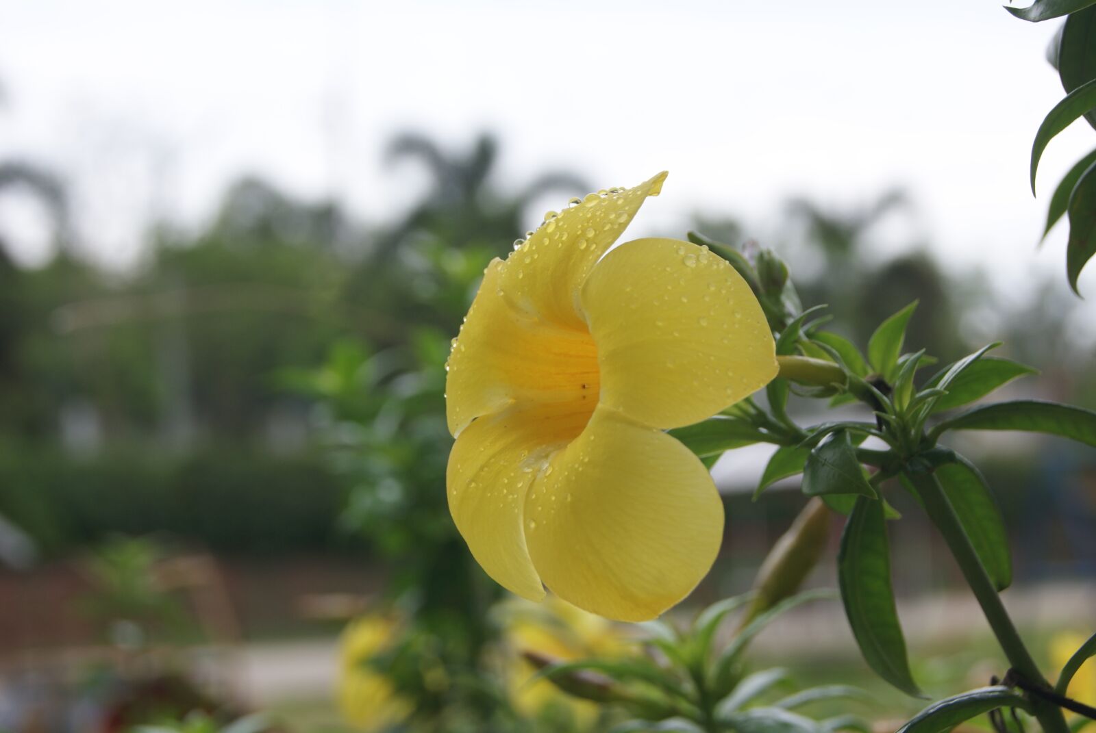 Sony Alpha DSLR-A230 sample photo. Flowers, yellow, nature photography