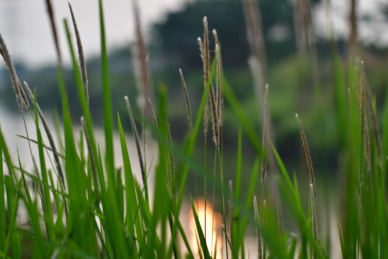 Nikon D500 sample photo. Reed, grass lowers, lakeside photography