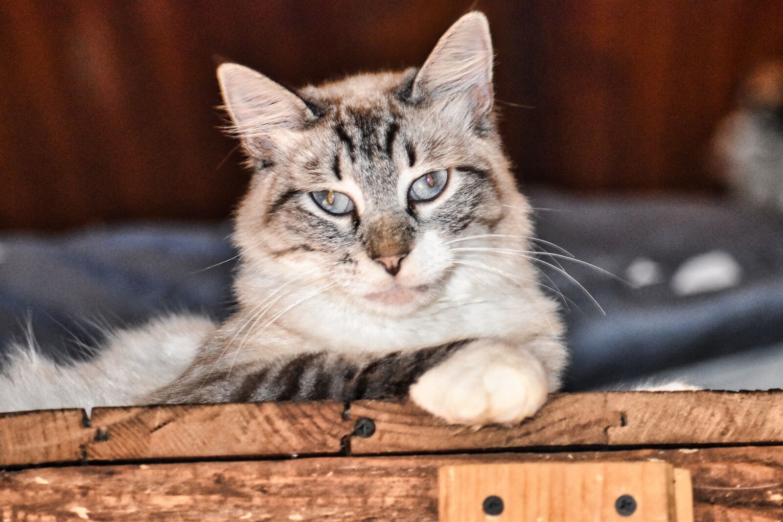 Nikon D5600 sample photo. Cat, animaux, chat photography