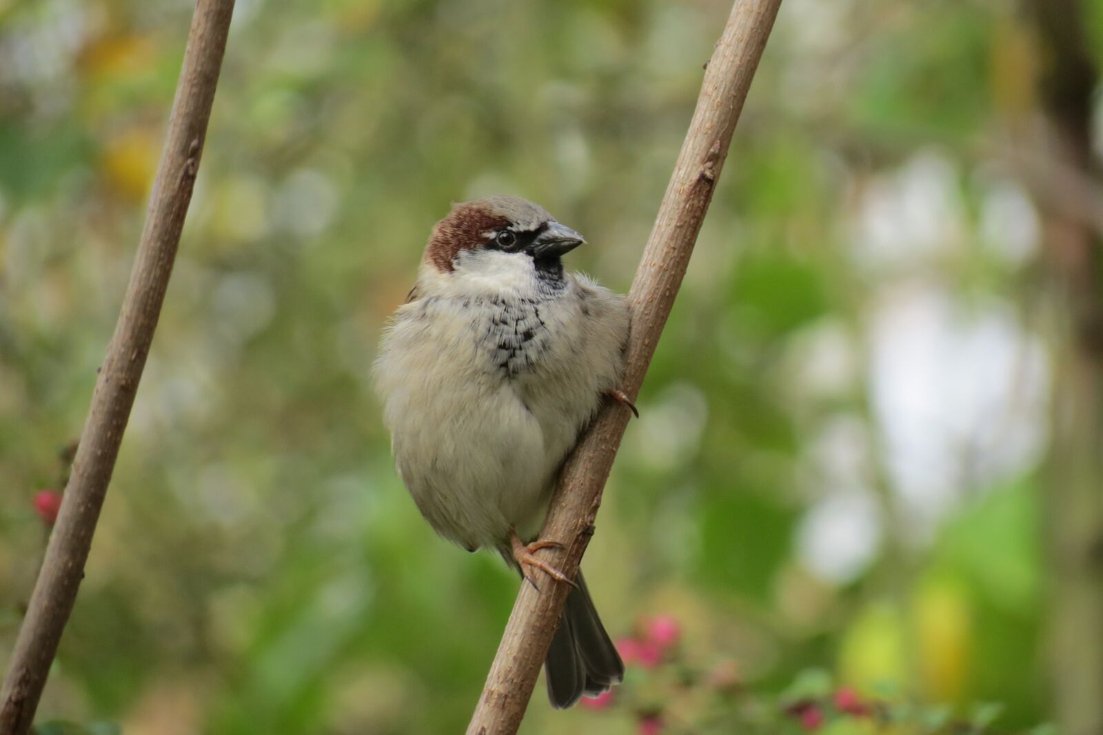 Canon PowerShot SX40 HS sample photo. Sparrow, bird, nature photography