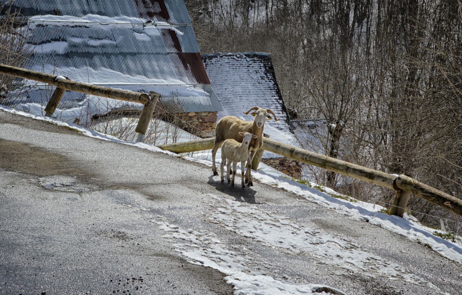 Nikon D3200 sample photo. Ram, mountain, nature photography