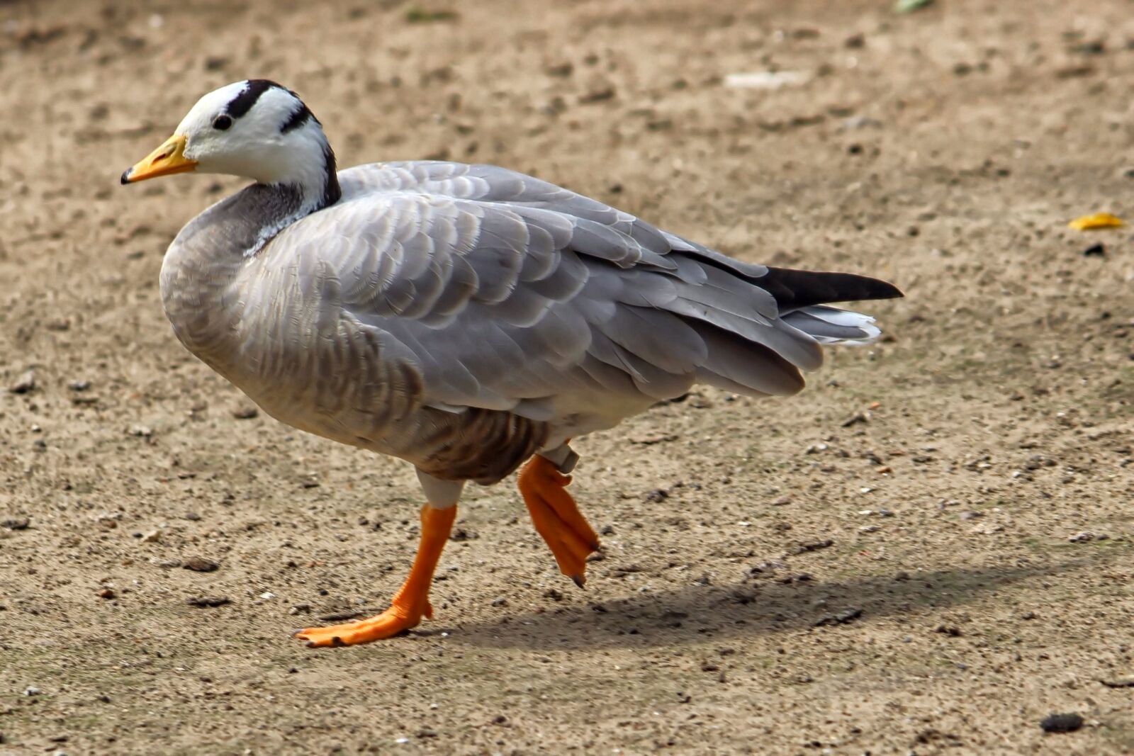 Canon EOS 600D (Rebel EOS T3i / EOS Kiss X5) sample photo. Goose, stripes goose, bird photography
